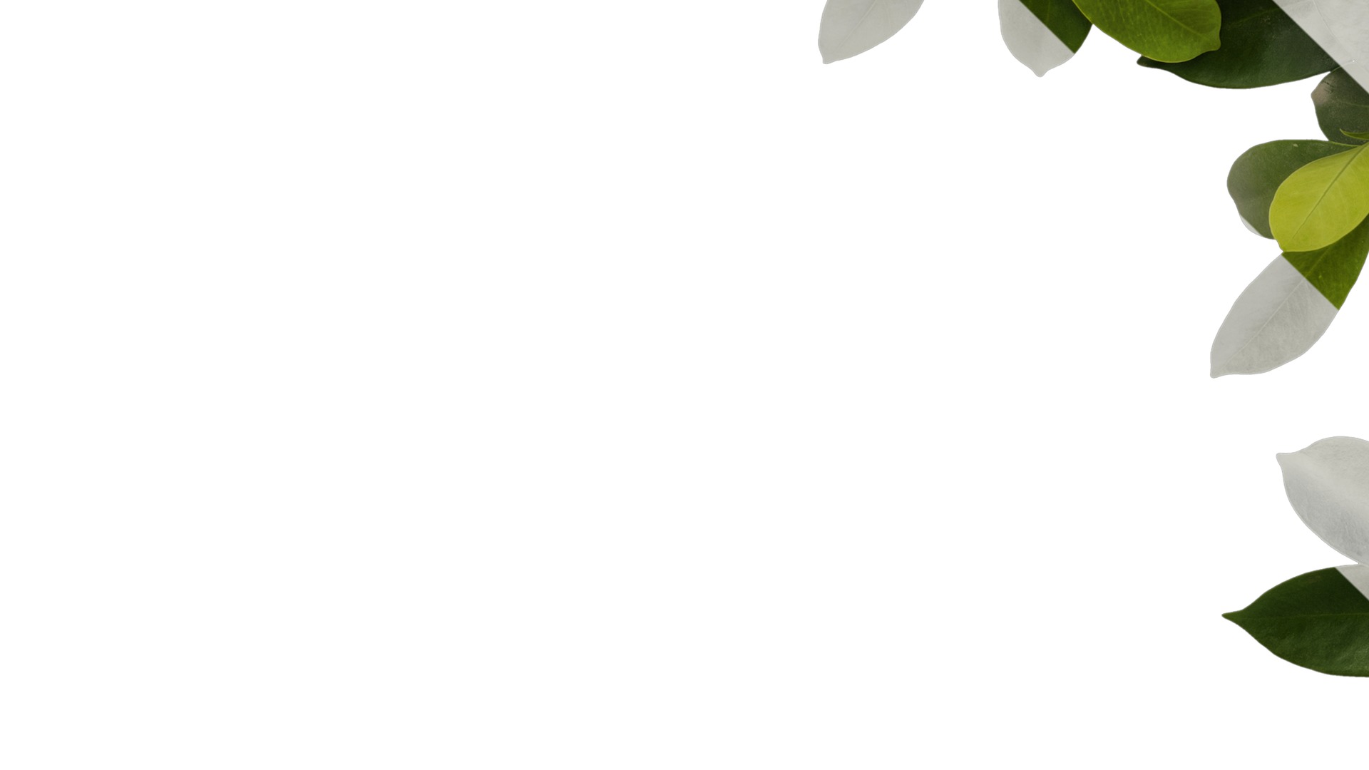 Anydrafts Ficus concinna Atlas 10 Texture_5