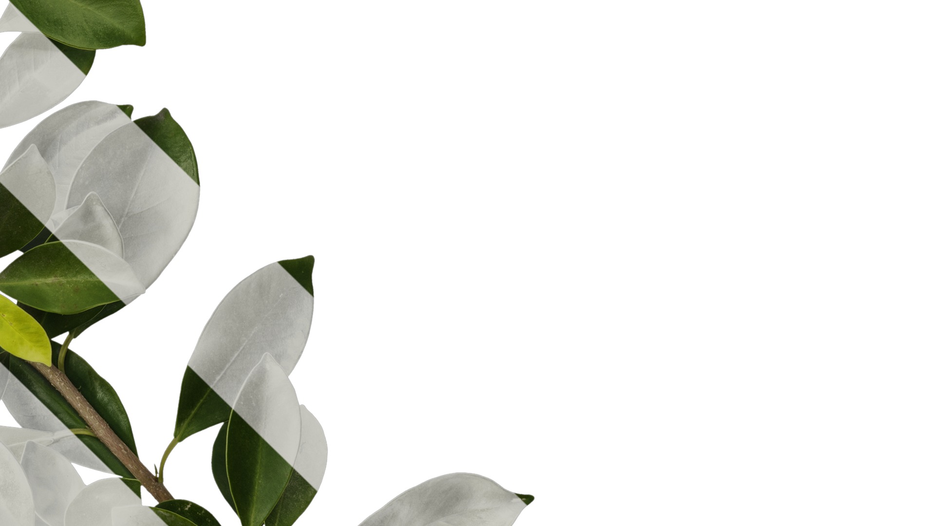 Anydrafts Ficus concinna Atlas 10 Texture_4