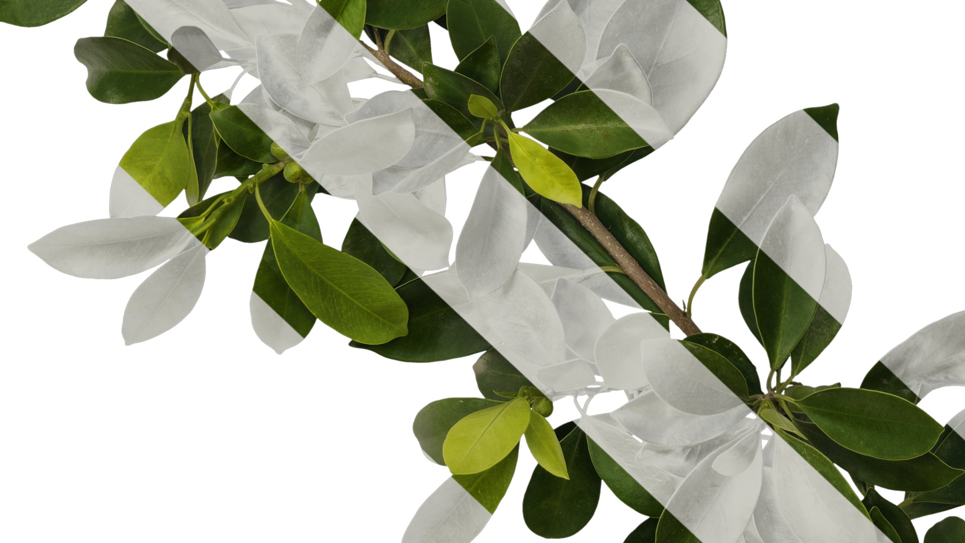 Anydrafts Ficus concinna Atlas 10 Texture_7