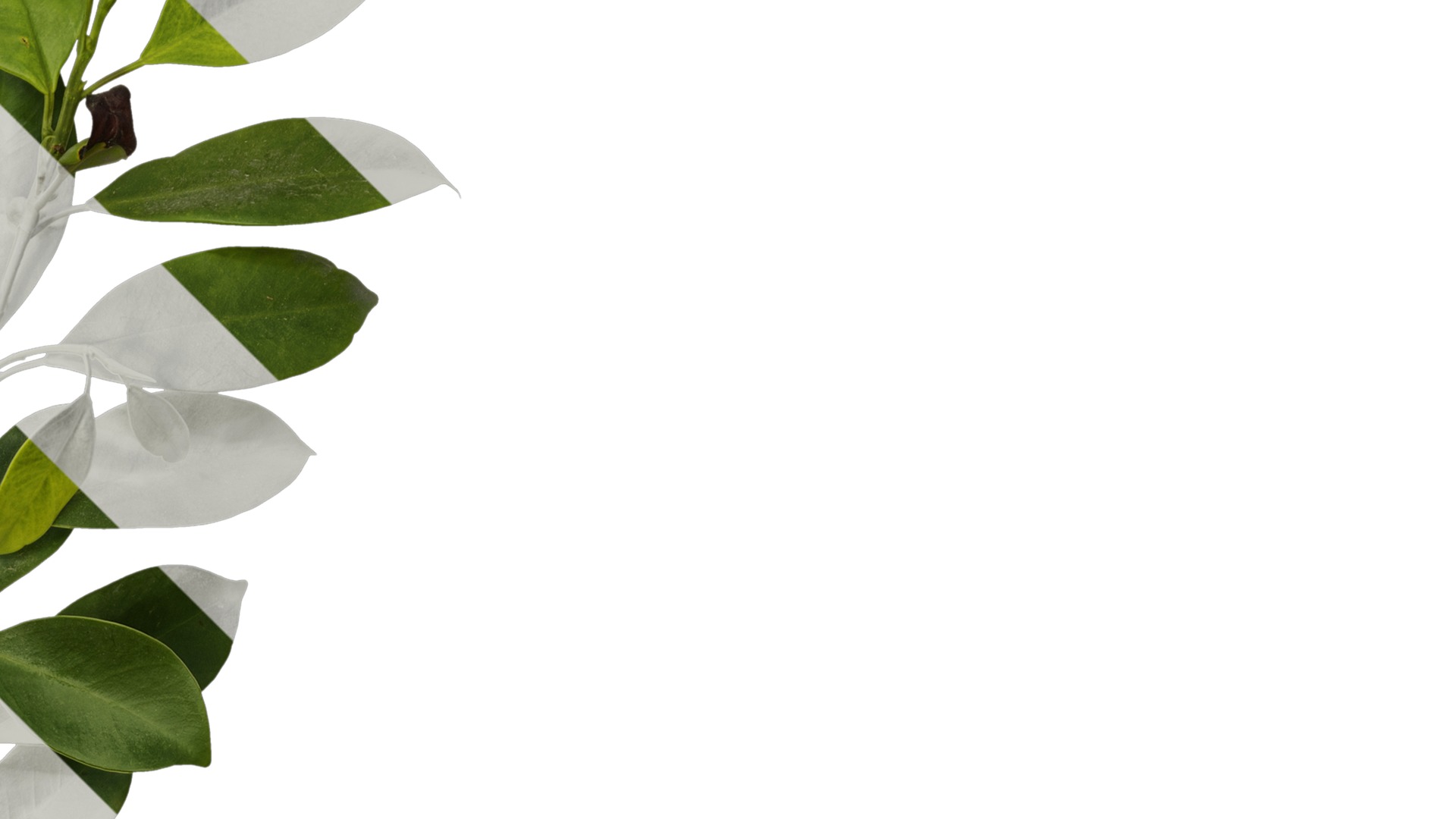 Anydrafts Ficus concinna Atlas 10 Texture_2