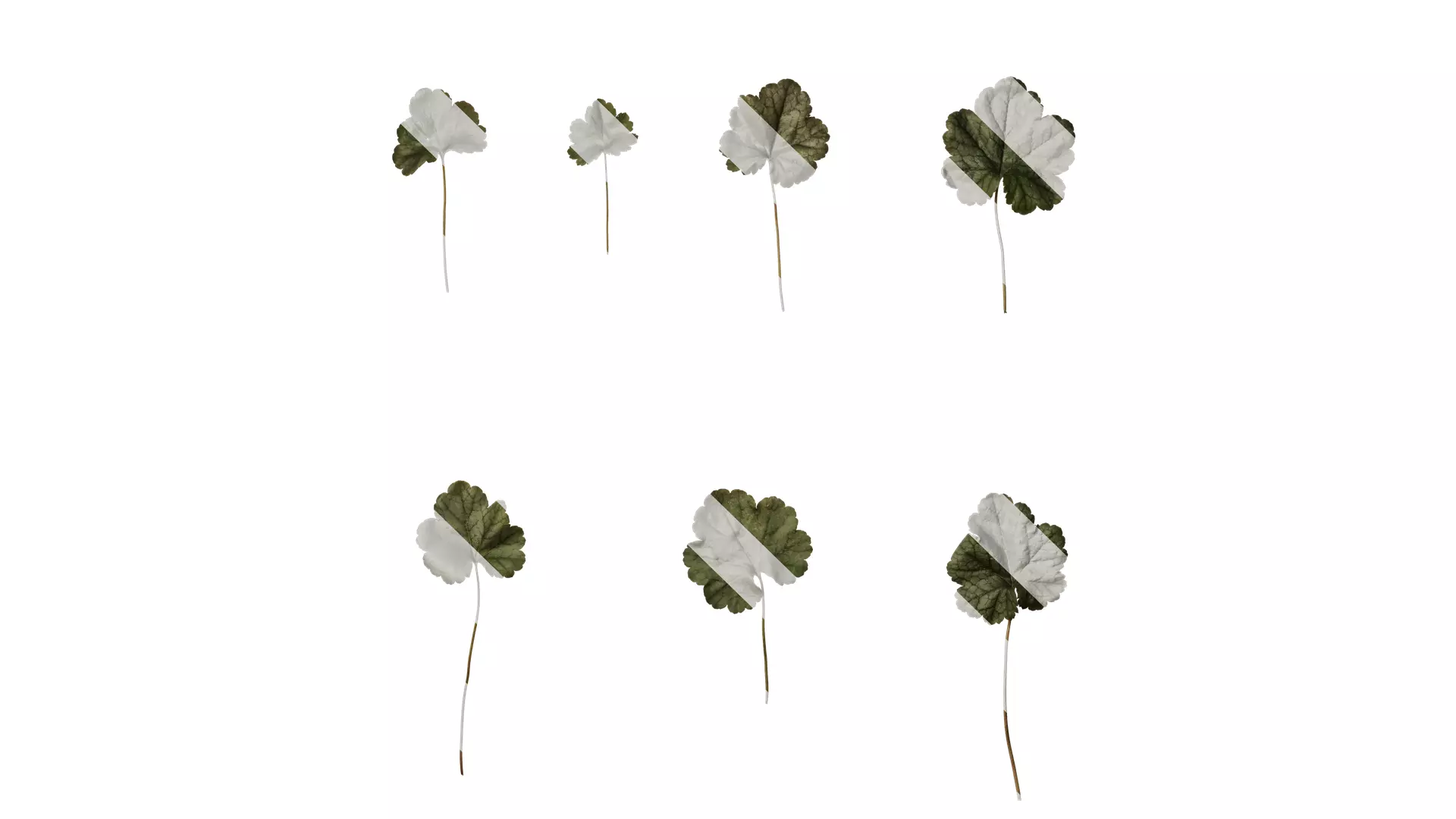 Anydrafts Heuchera micrantha Leaf 15 F Texture_0