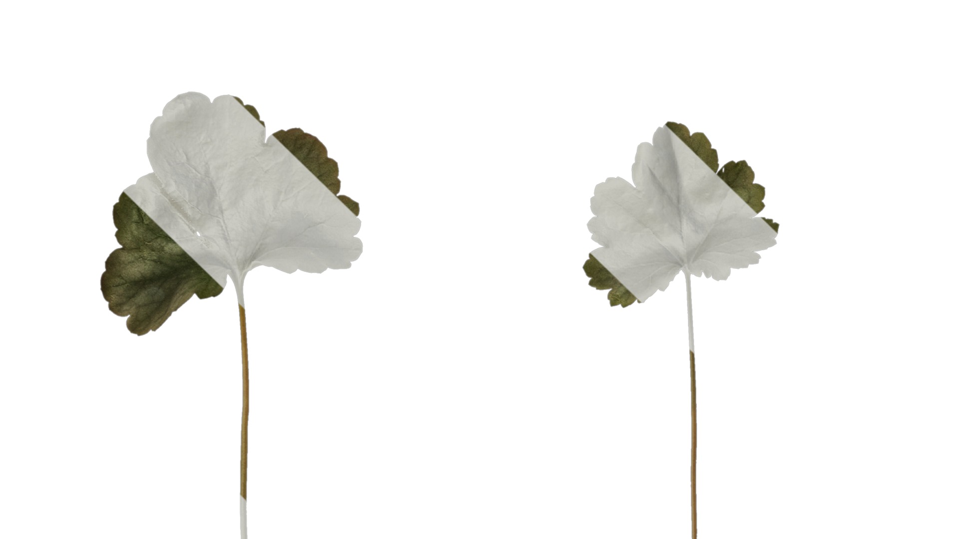 Anydrafts Heuchera micrantha Leaf 15 F Texture_1