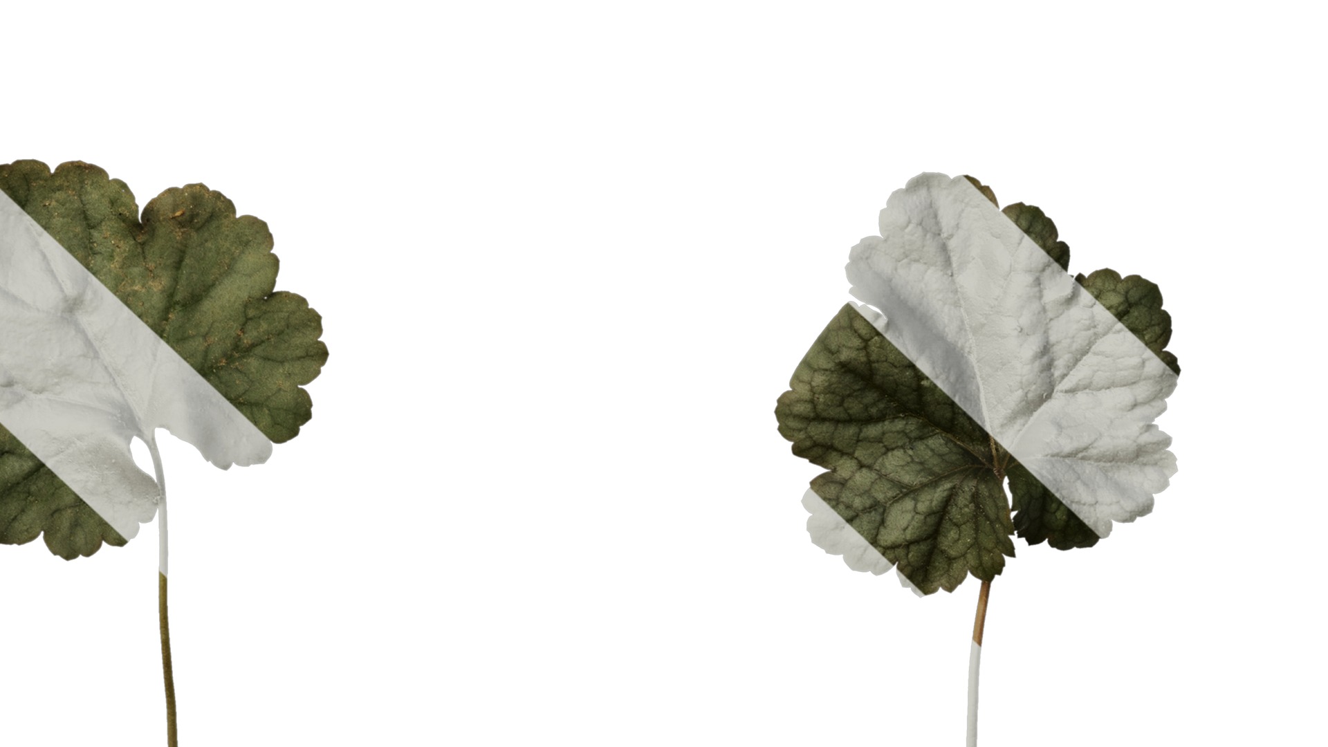 Anydrafts Heuchera micrantha Leaf 15 F Texture_6