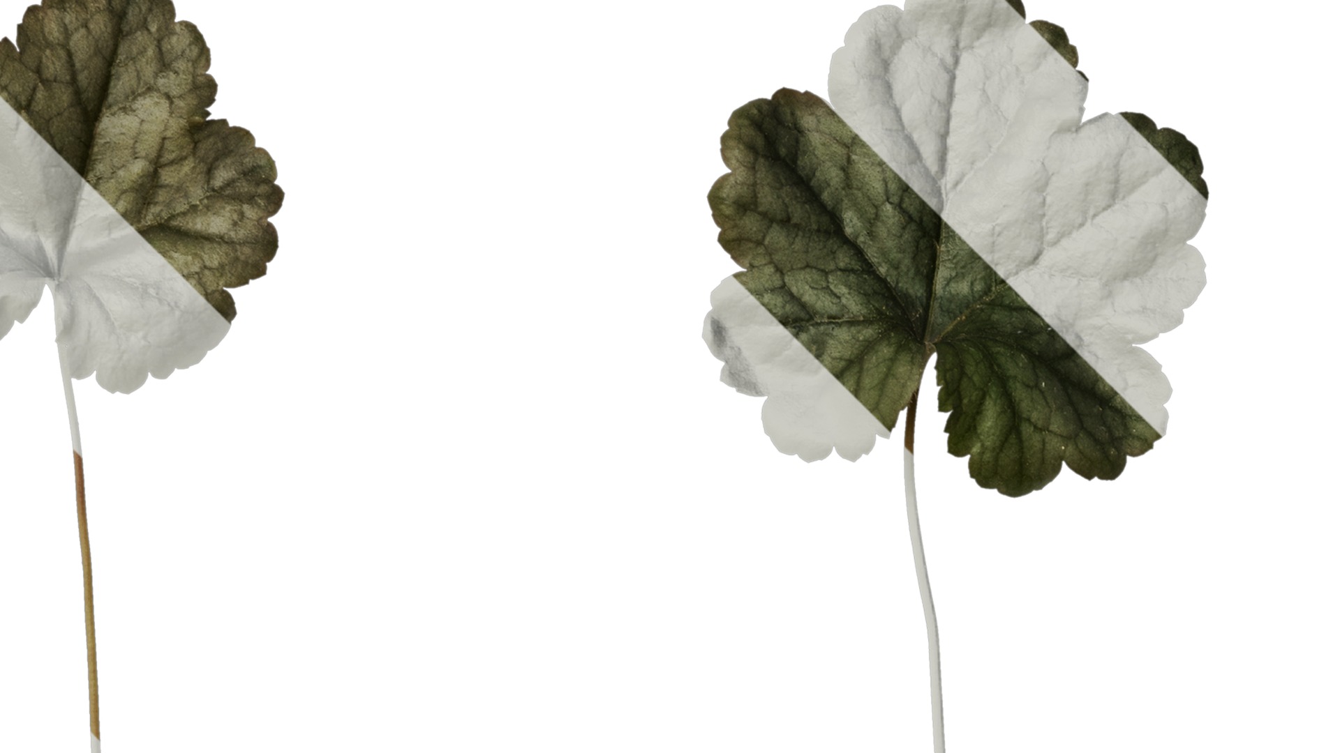 Anydrafts Heuchera micrantha Leaf 15 F Texture_2