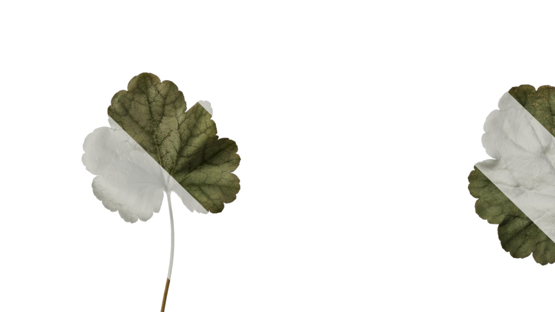 Anydrafts Heuchera micrantha Leaf 15 F Texture_5