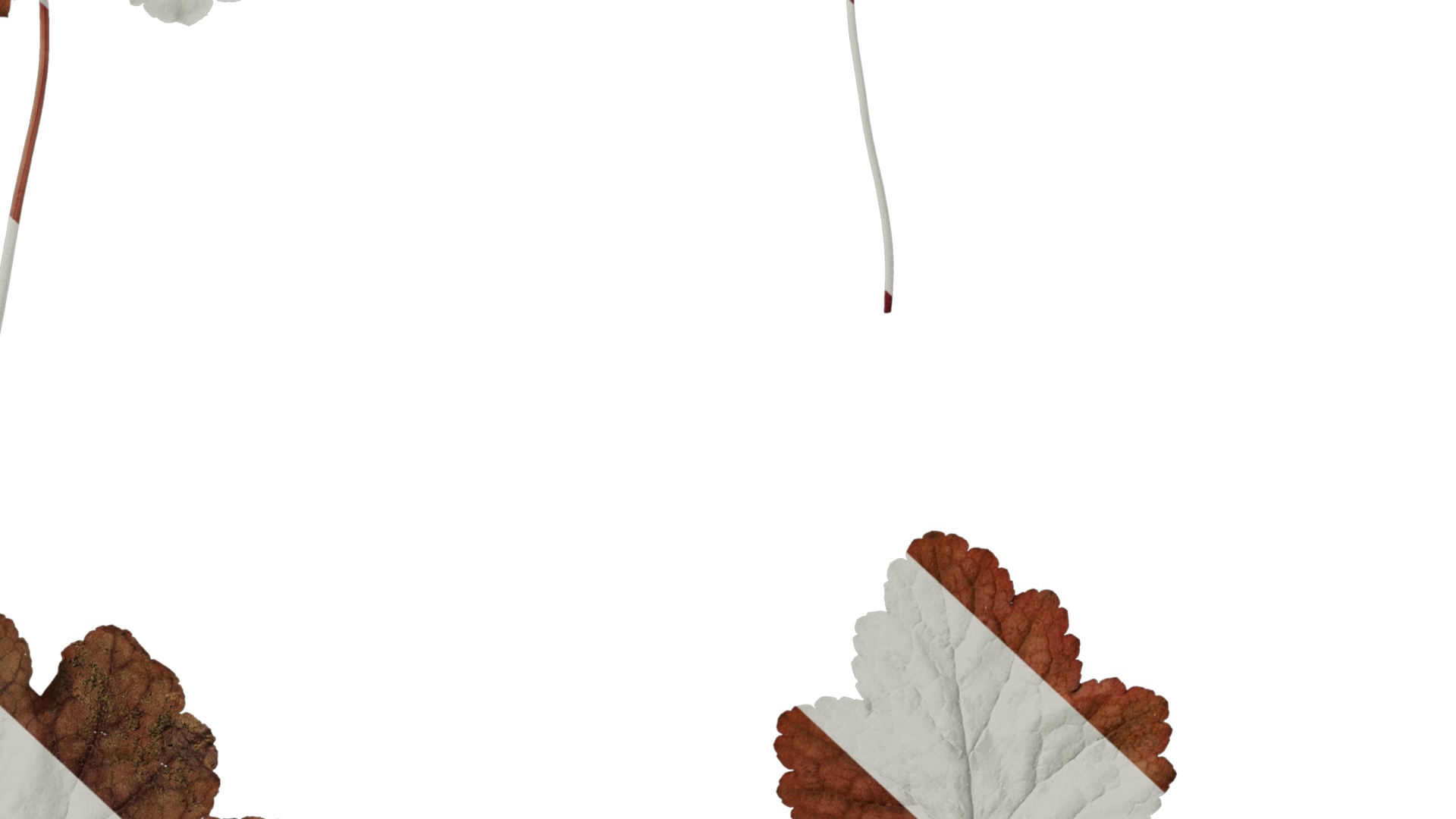 Anydrafts Heuchera micrantha Leaf 16 F Texture_6