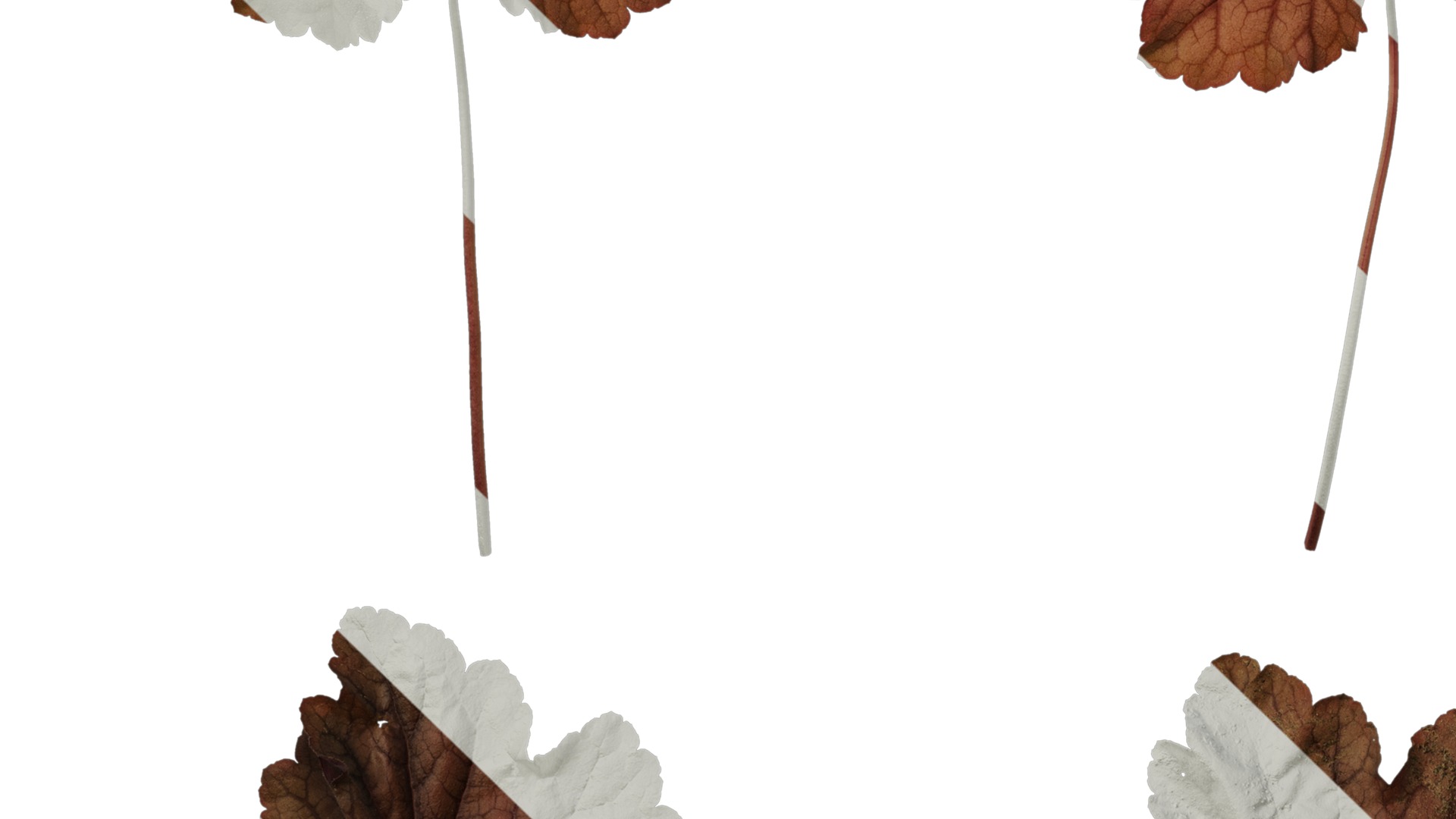 Anydrafts Heuchera micrantha Leaf 16 F Texture_5