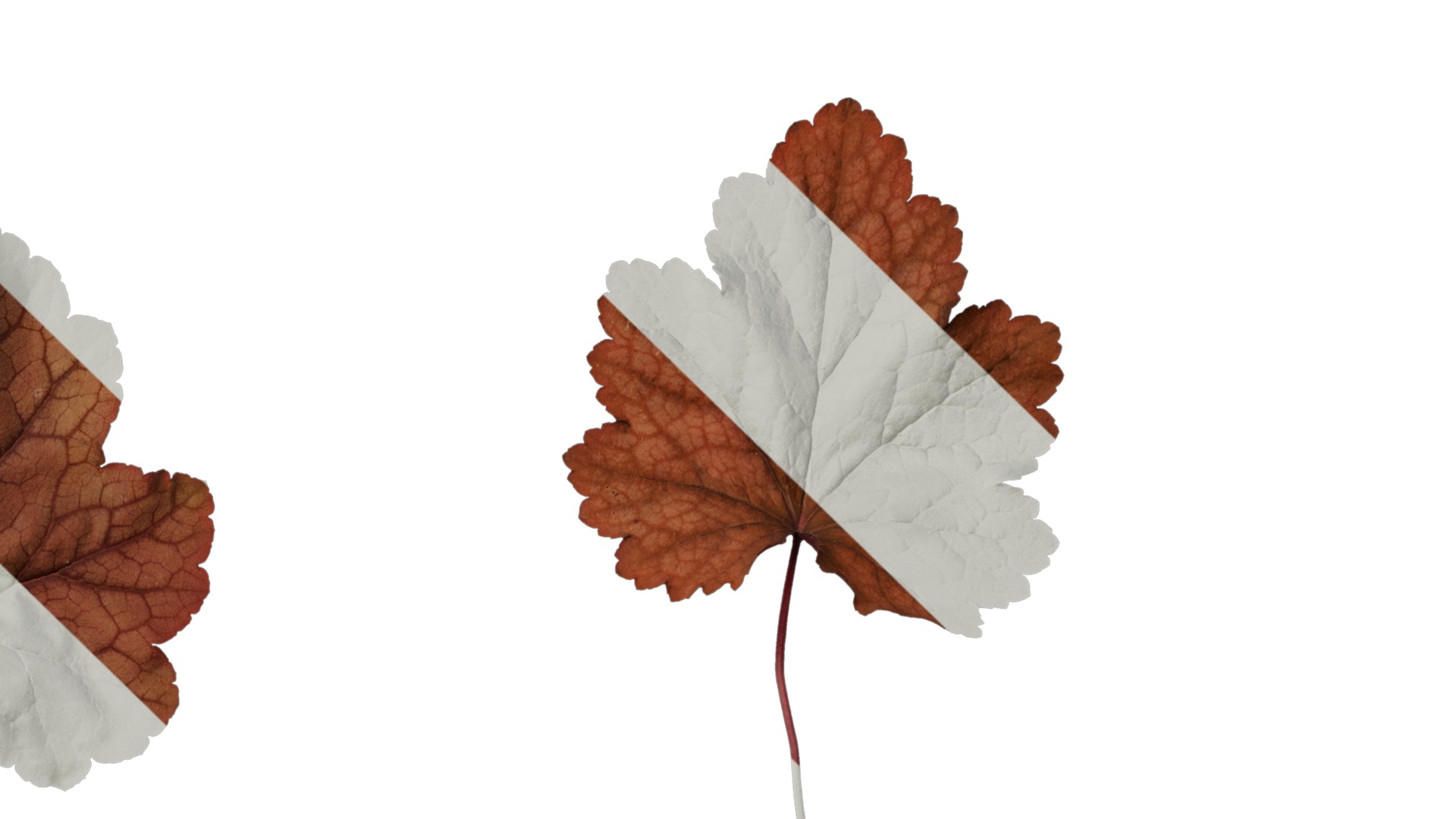 Anydrafts Heuchera micrantha Leaf 16 F Texture_4