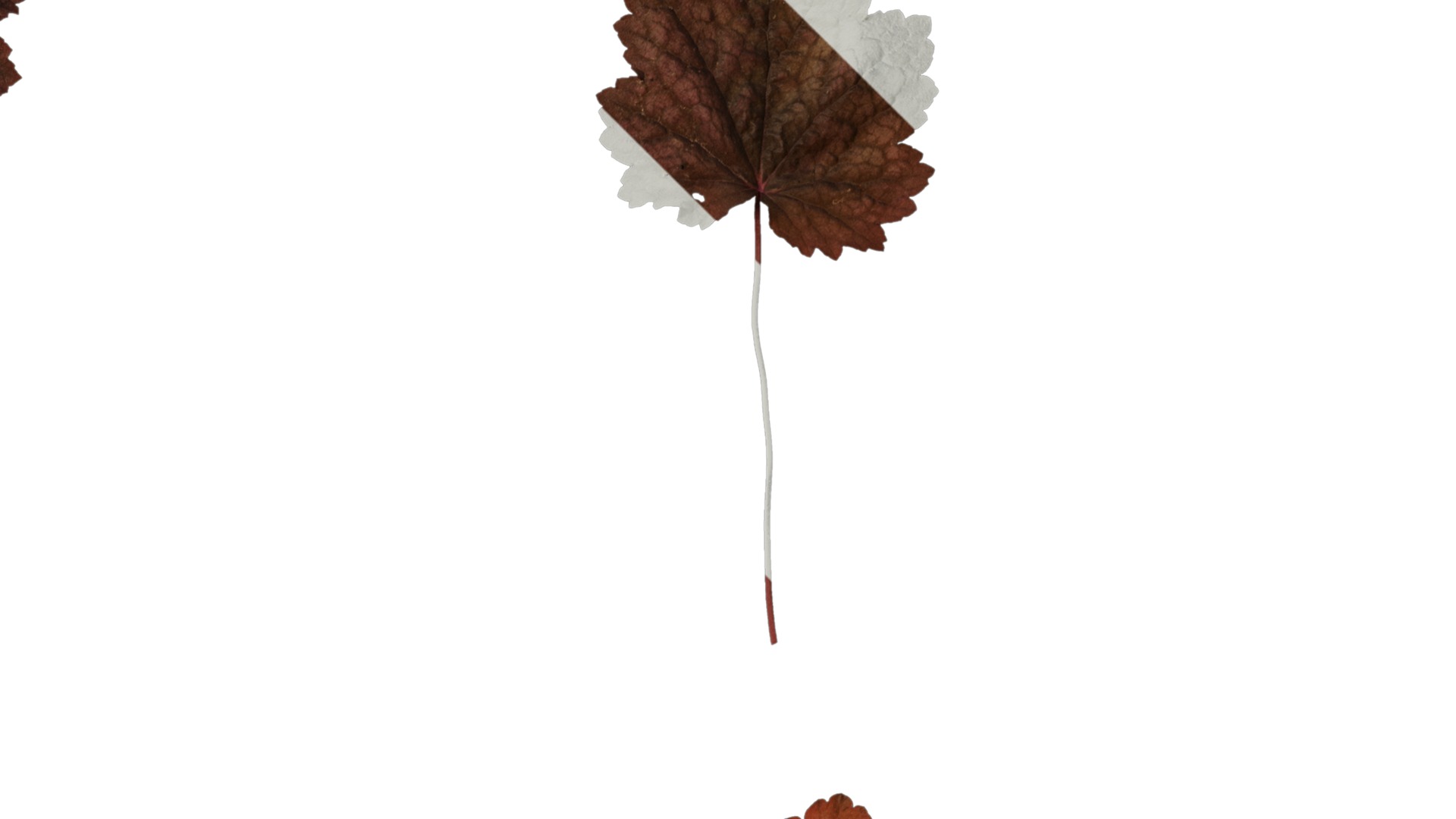 Anydrafts Heuchera micrantha Leaf 16 F Texture_2