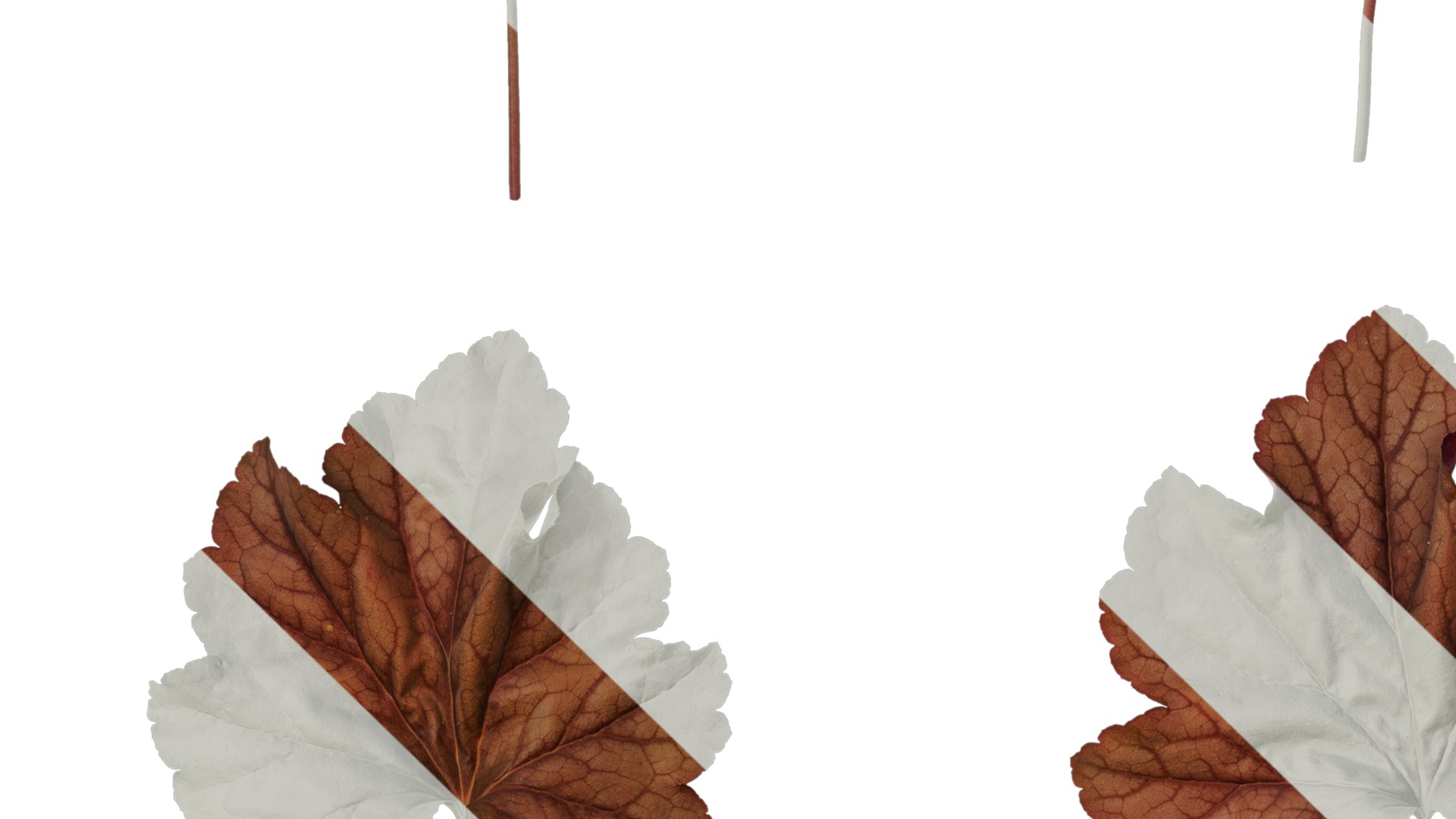 Anydrafts Heuchera micrantha Leaf 16 F Texture_3