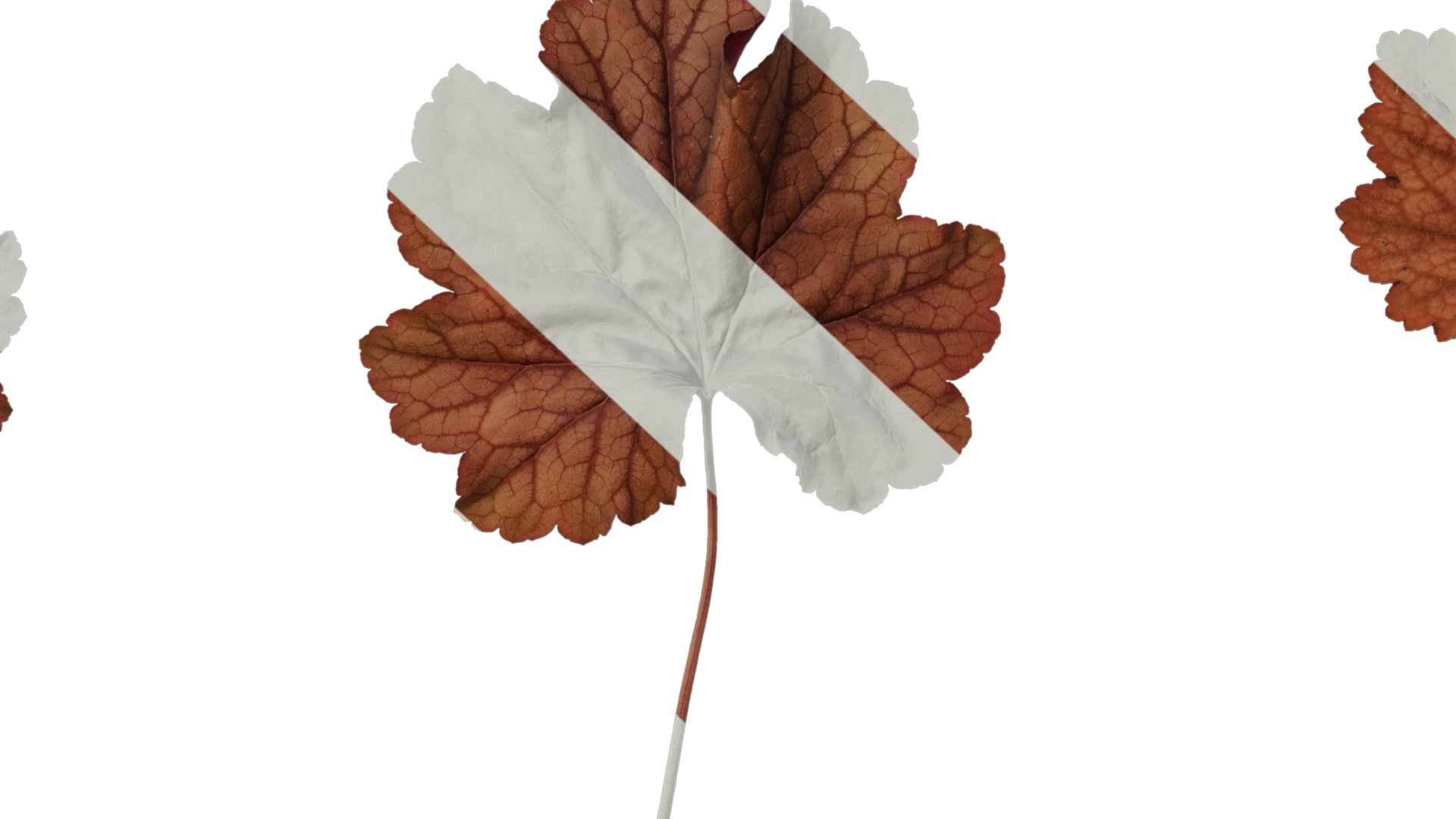 Anydrafts Heuchera micrantha Leaf 16 F Texture_7