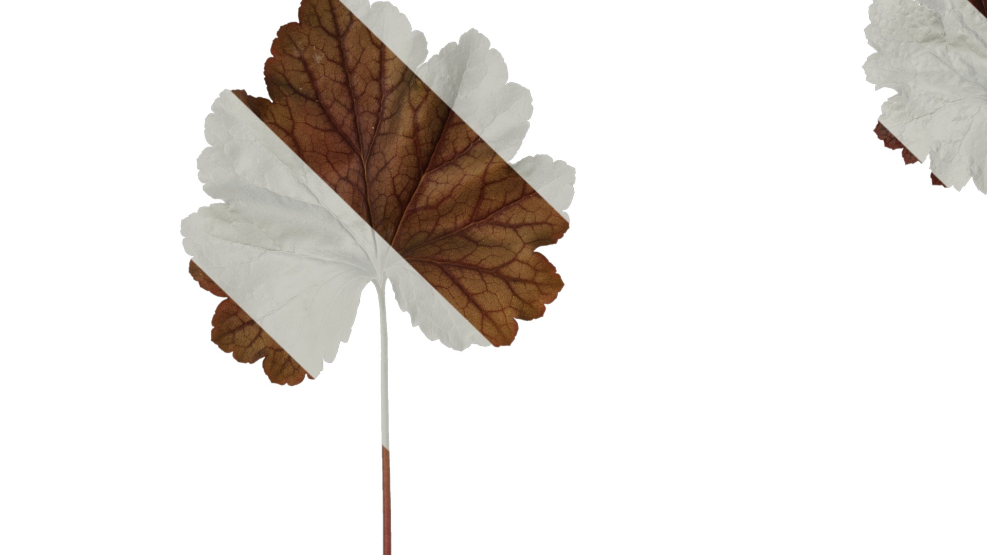 Anydrafts Heuchera micrantha Leaf 16 F Texture_1