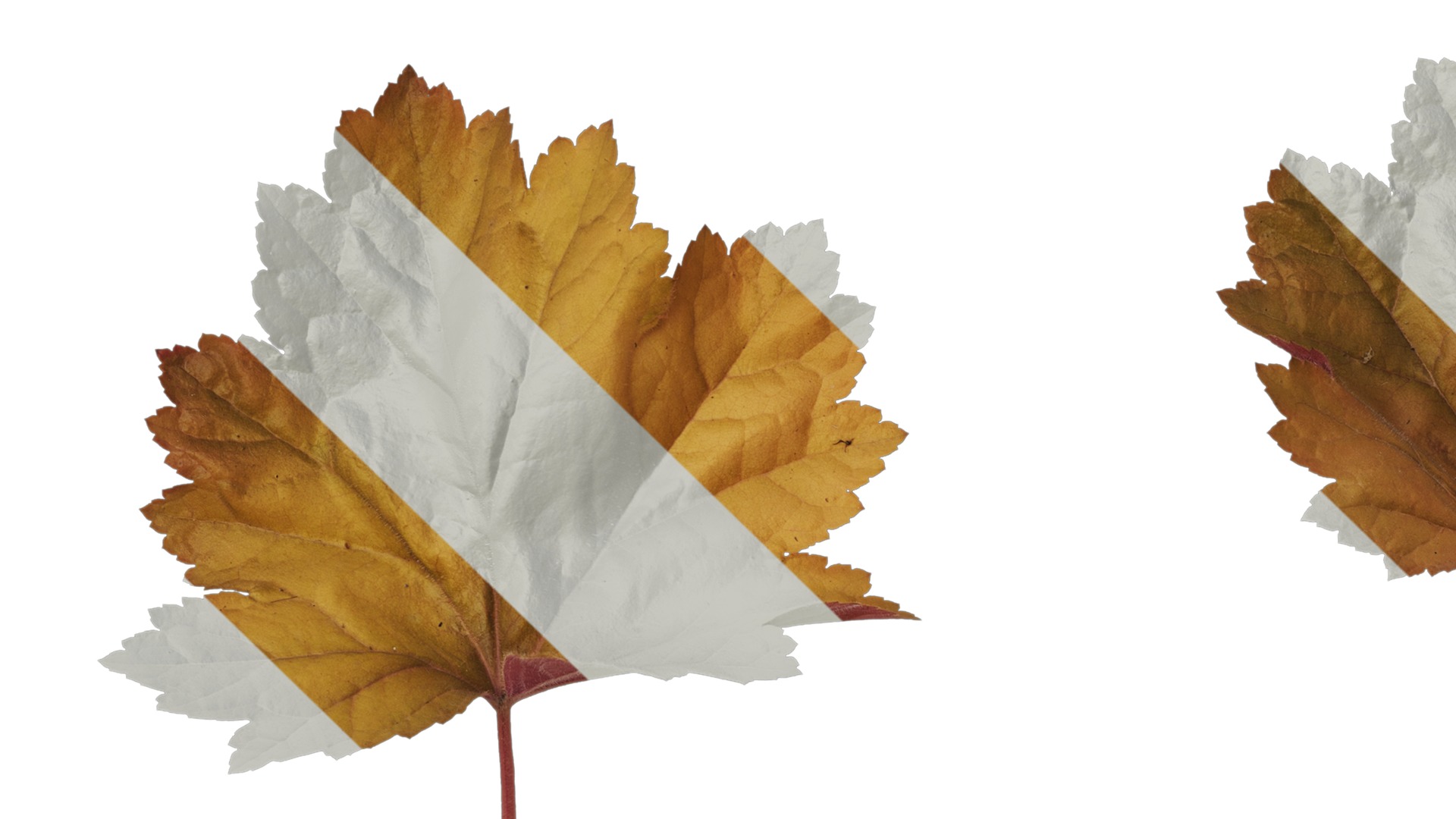 Anydrafts Heuchera micrantha Leaf 17 F Texture_1