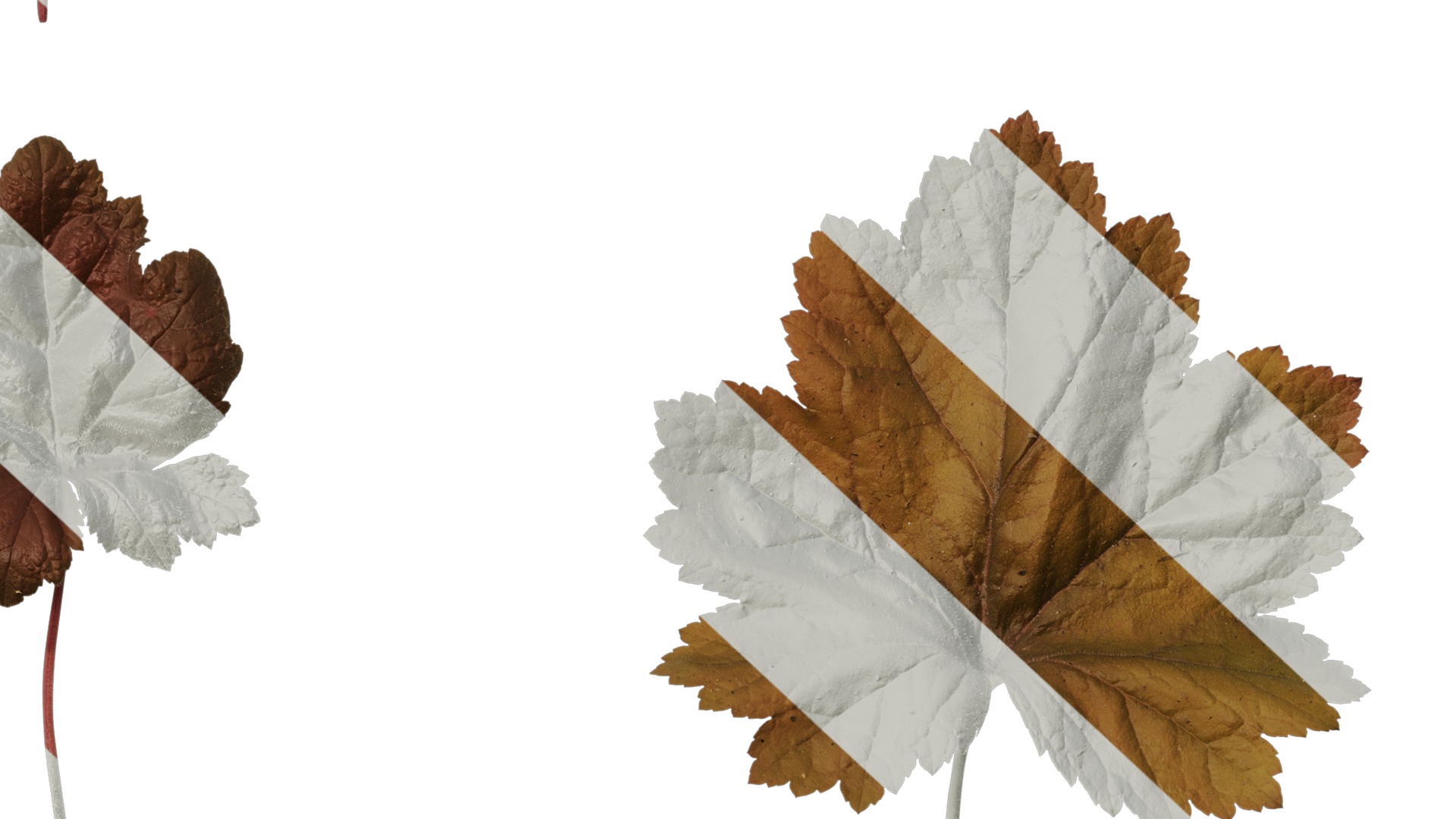 Anydrafts Heuchera micrantha Leaf 17 F Texture_6