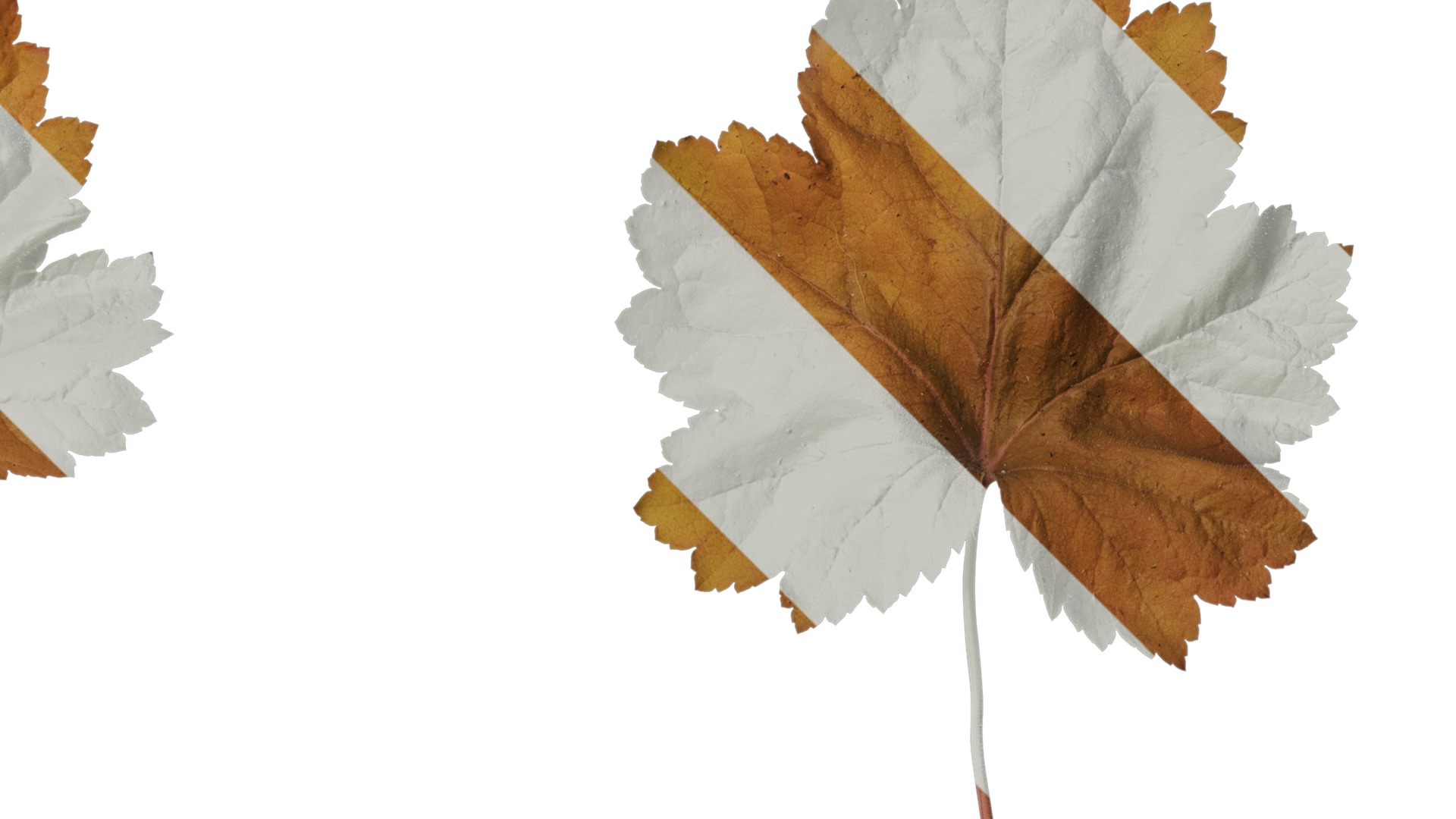 Anydrafts Heuchera micrantha Leaf 17 F Texture_2