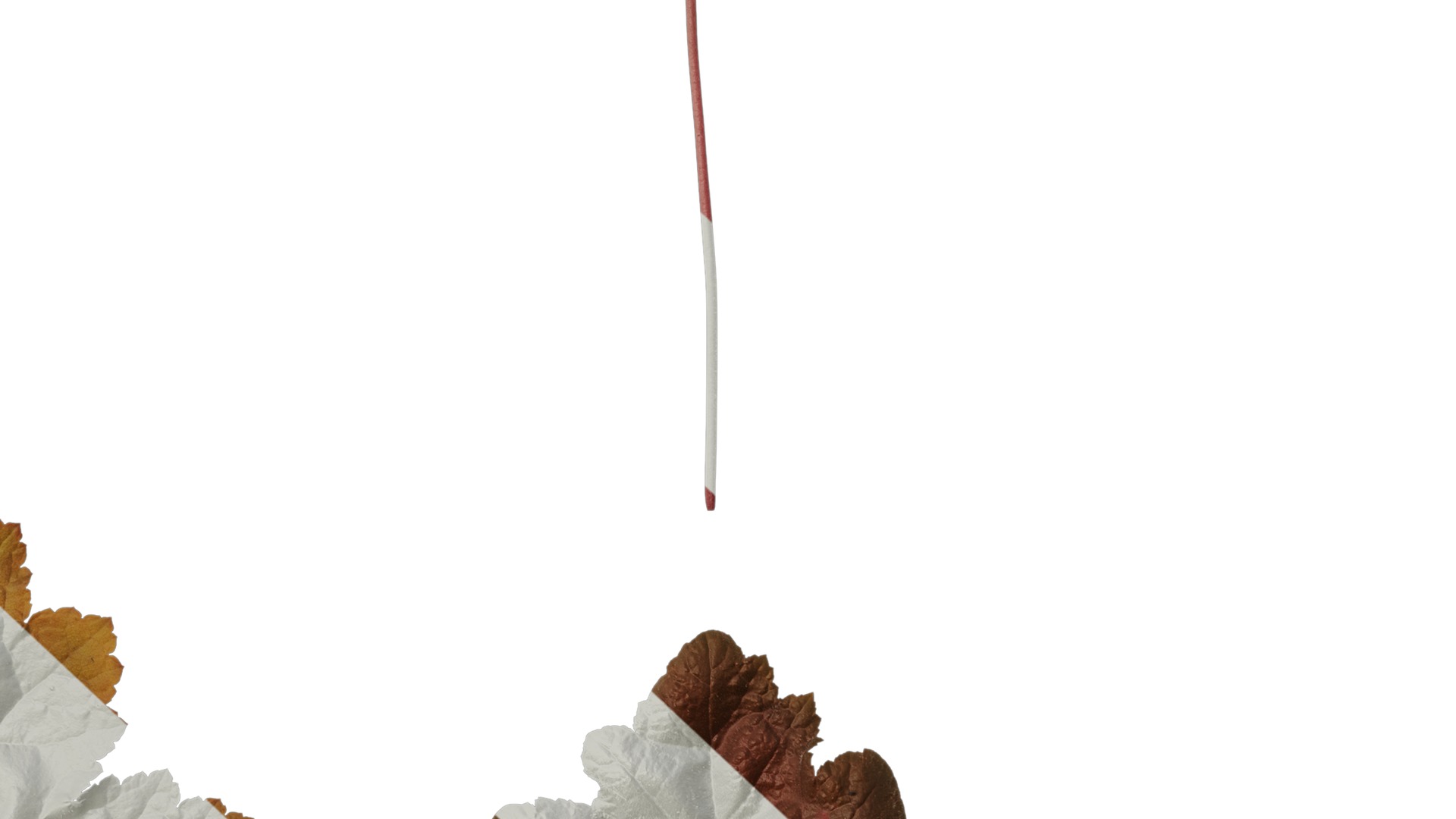 Anydrafts Heuchera micrantha Leaf 17 F Texture_7