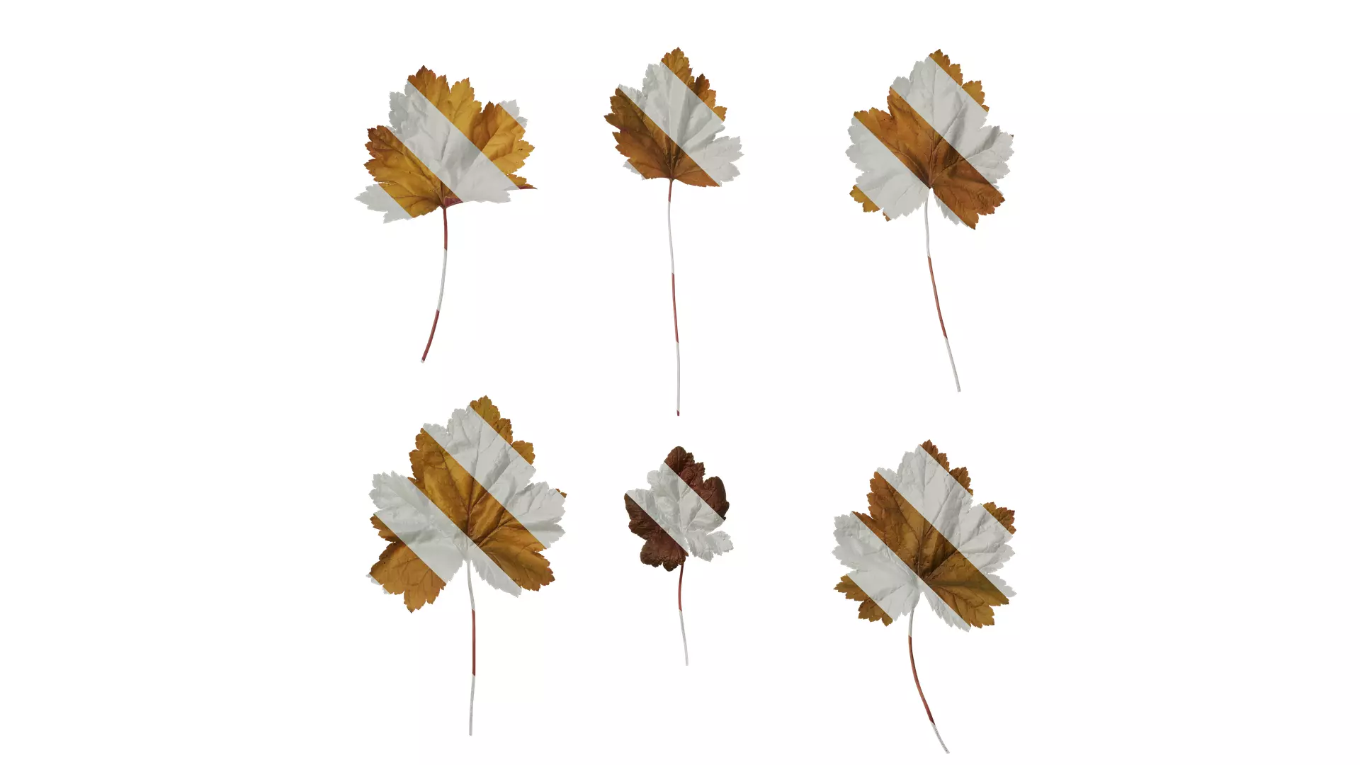 Anydrafts Heuchera micrantha Leaf 17 F Texture_0