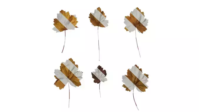 Anydrafts Heuchera micrantha Leaf 17 F