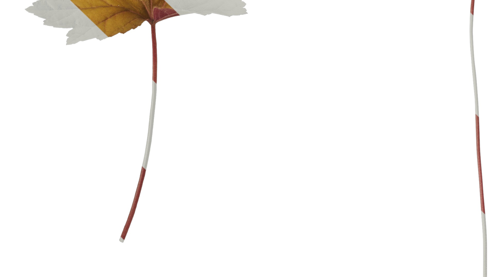 Anydrafts Heuchera micrantha Leaf 17 F Texture_3