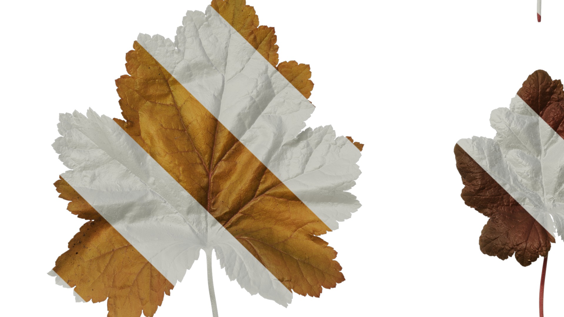 Anydrafts Heuchera micrantha Leaf 17 F Texture_5