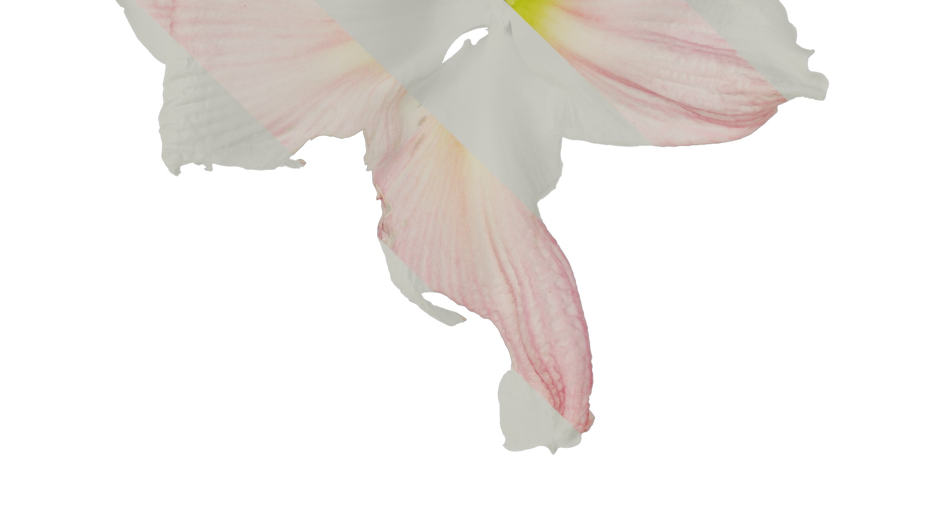 Anydrafts Hippeastrum striatum Flower 06 Texture_3