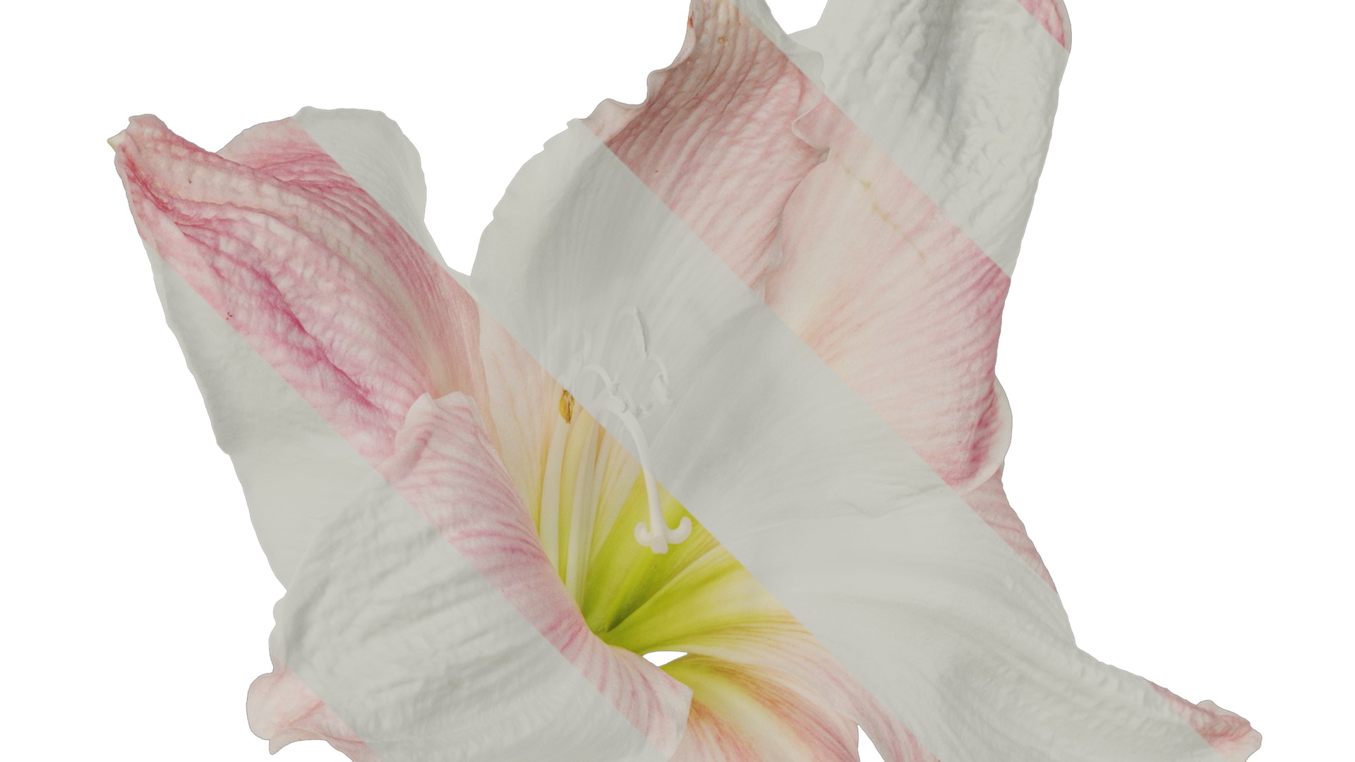 Anydrafts Hippeastrum striatum Flower 06 Texture_2