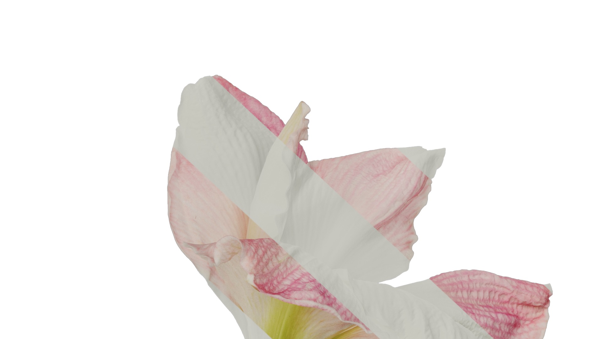 Anydrafts Hippeastrum striatum Flower 06 Texture_6