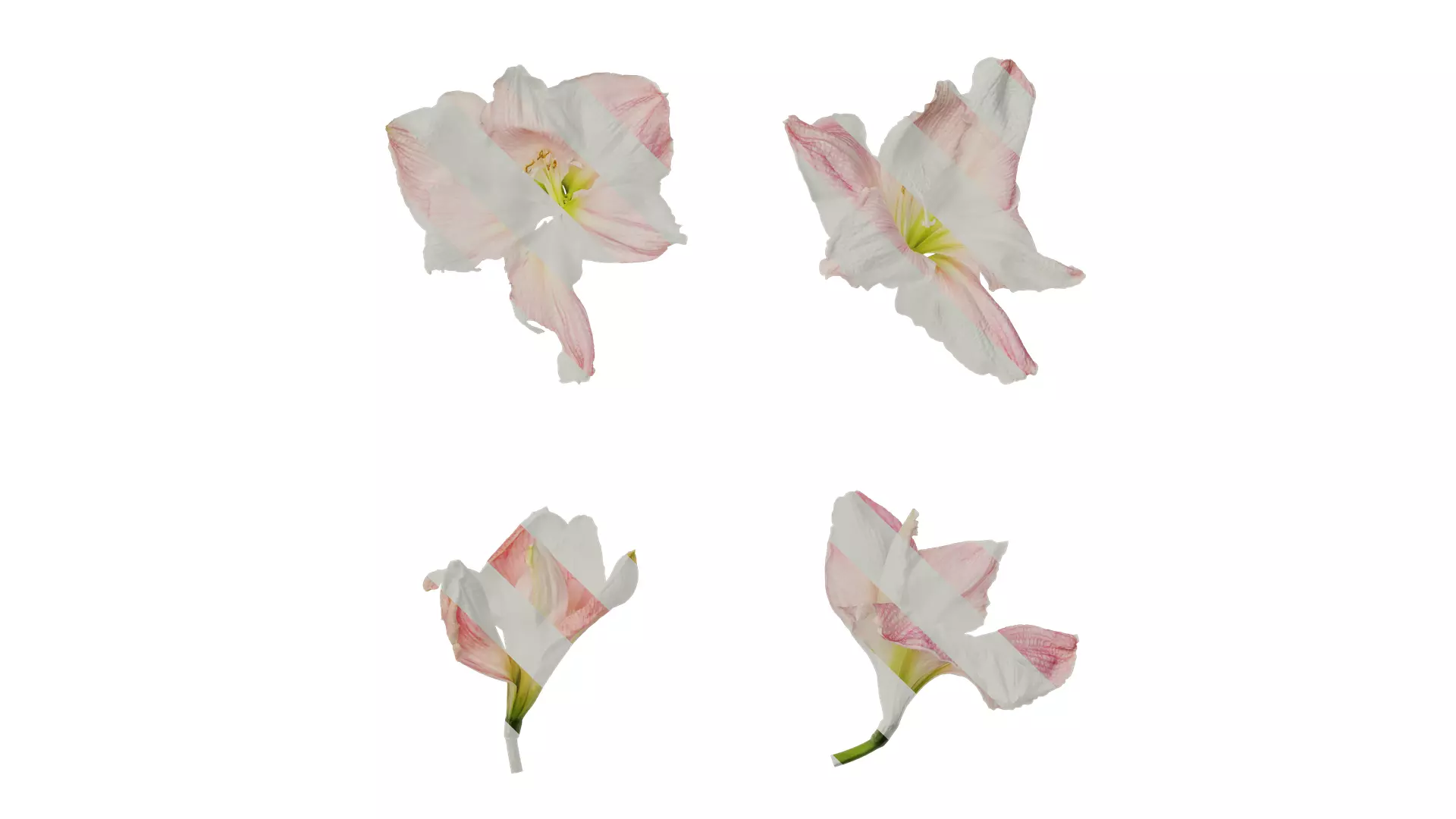 Anydrafts Hippeastrum striatum Flower 06 Texture_0