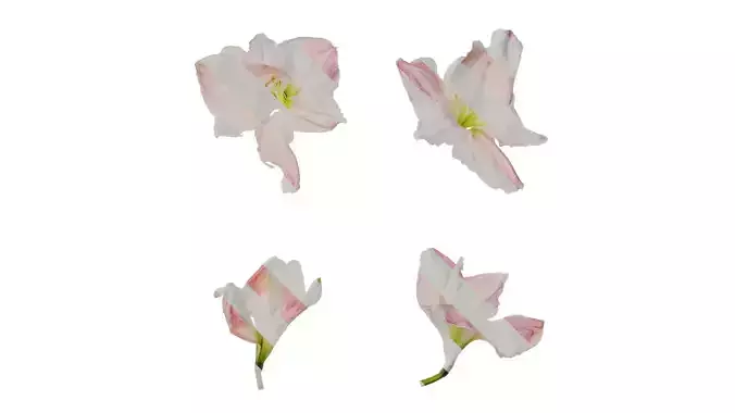Anydrafts Hippeastrum striatum Flower 06 Texture