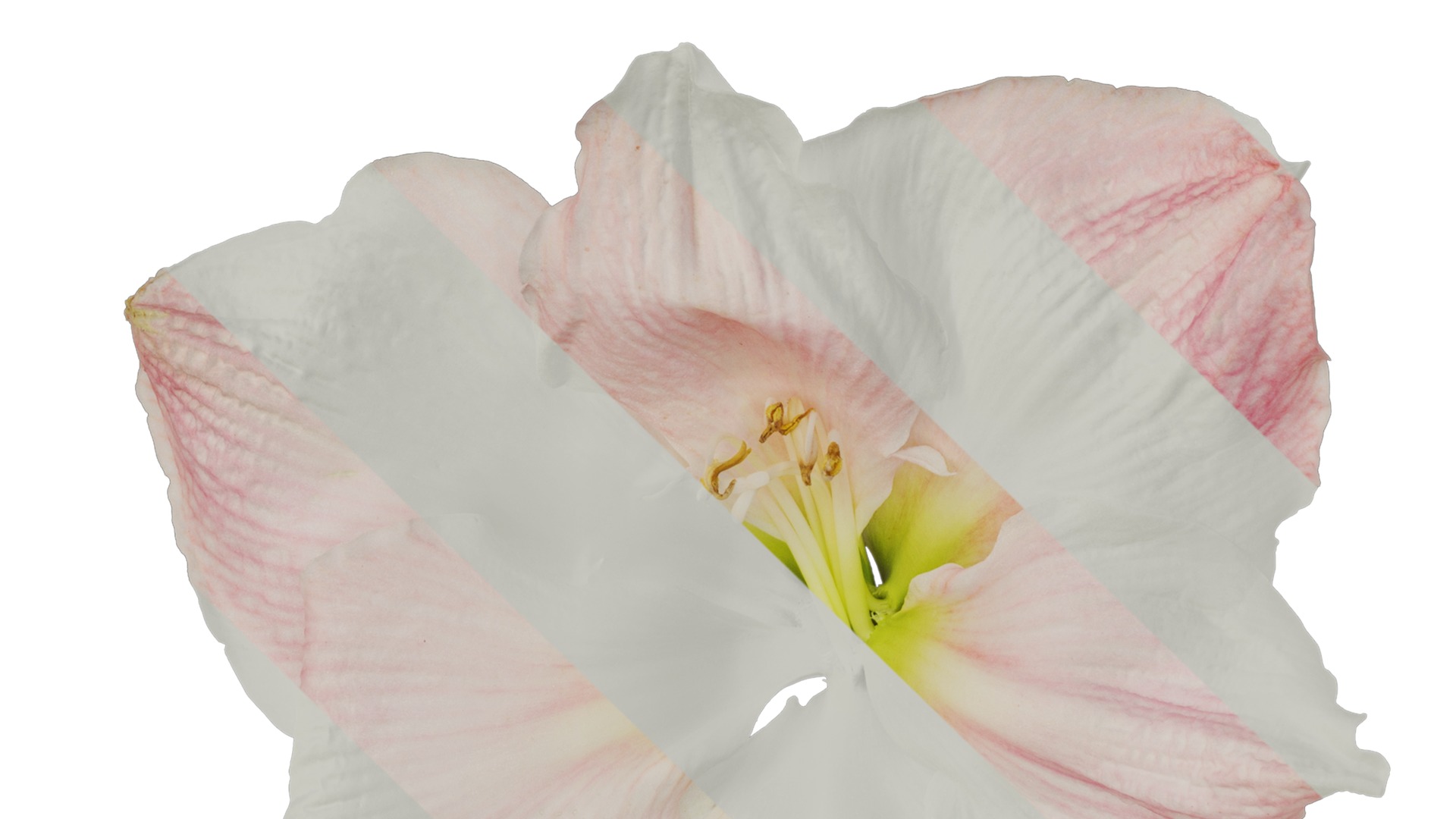 Anydrafts Hippeastrum striatum Flower 06 Texture_1