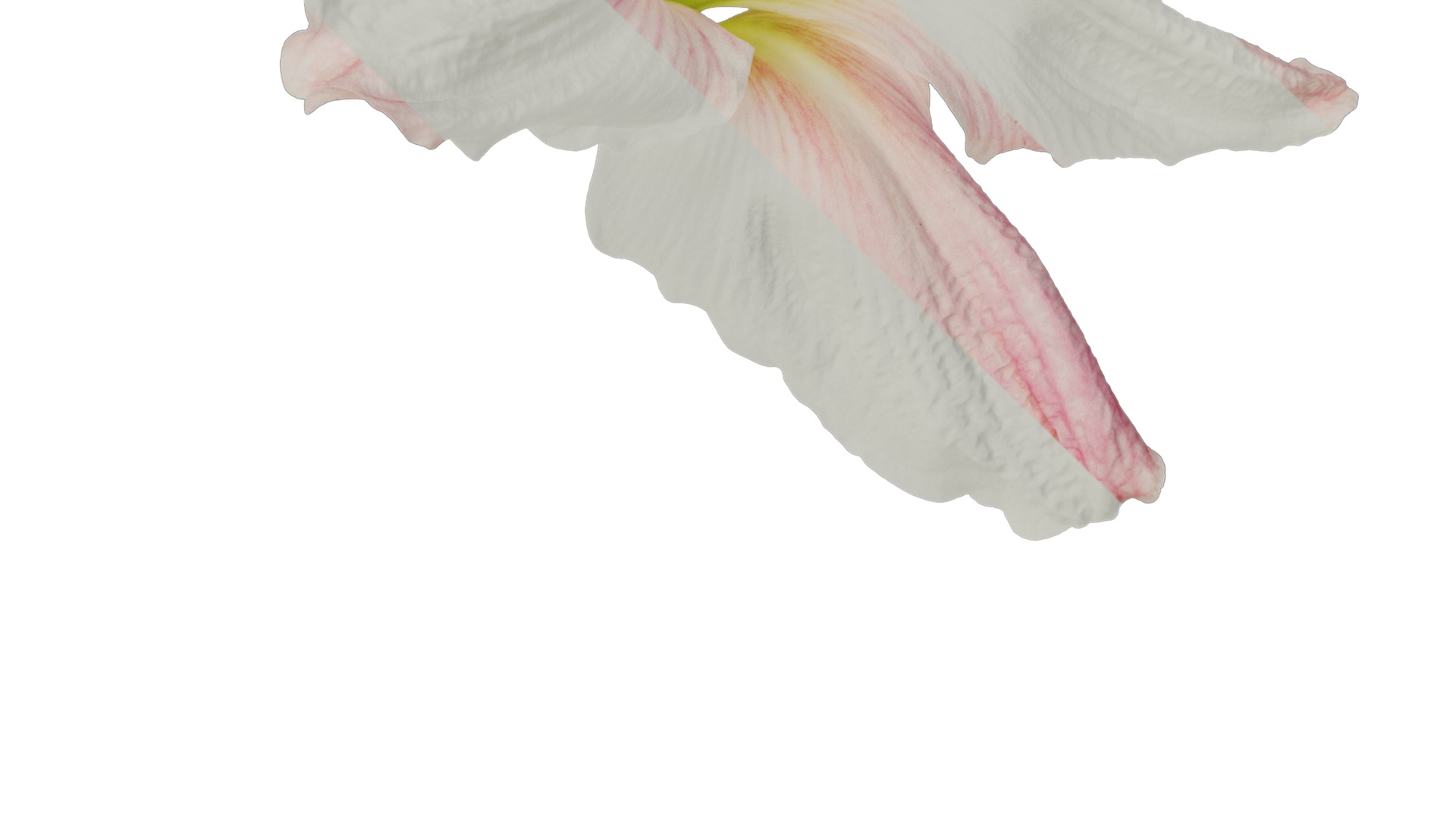 Anydrafts Hippeastrum striatum Flower 06 Texture_4