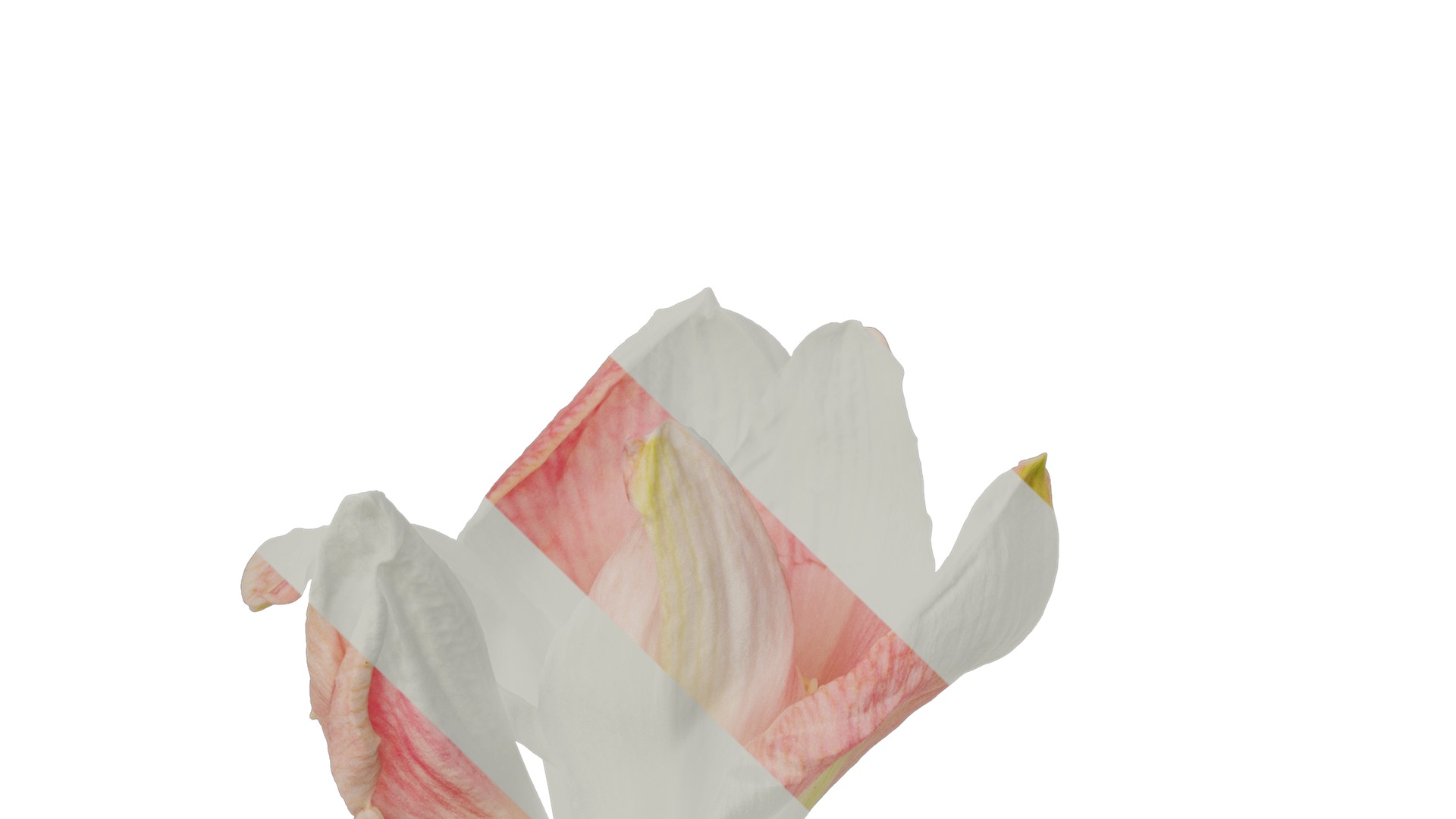 Anydrafts Hippeastrum striatum Flower 06 Texture_5