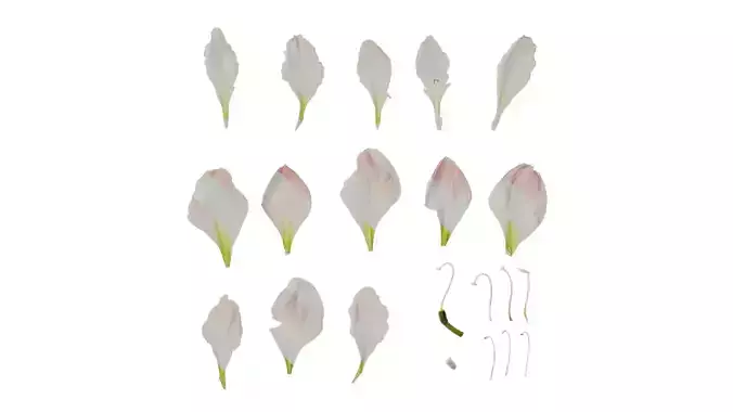 Anydrafts Hippeastrum striatum Flower 07 Texture