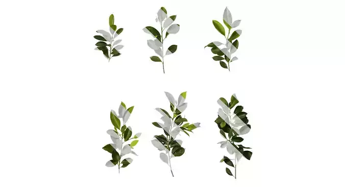 Anydrafts Ficus concinna Atlas 12