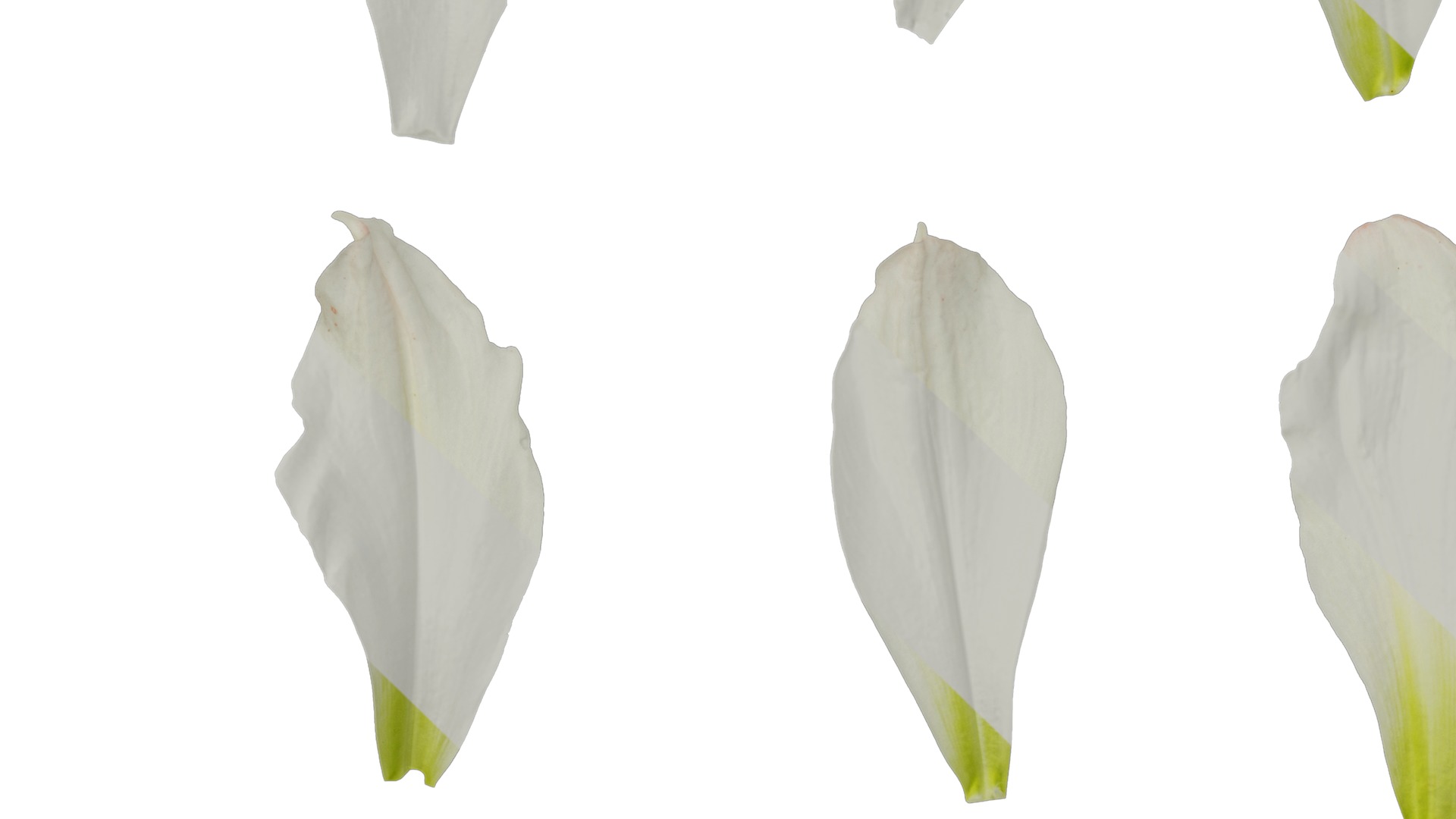 Anydrafts Hippeastrum striatum Flower 08 Texture_5