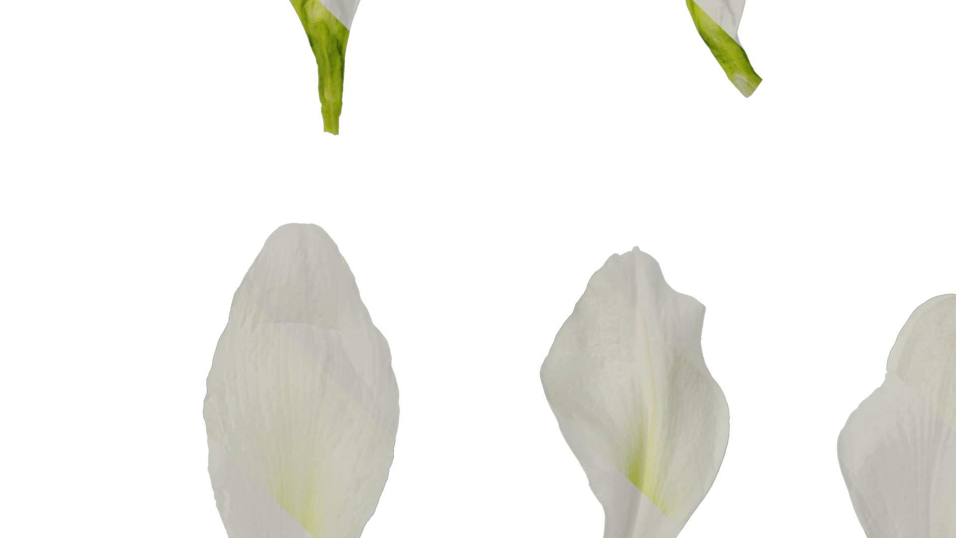 Anydrafts Hippeastrum striatum Flower 08 Texture_3