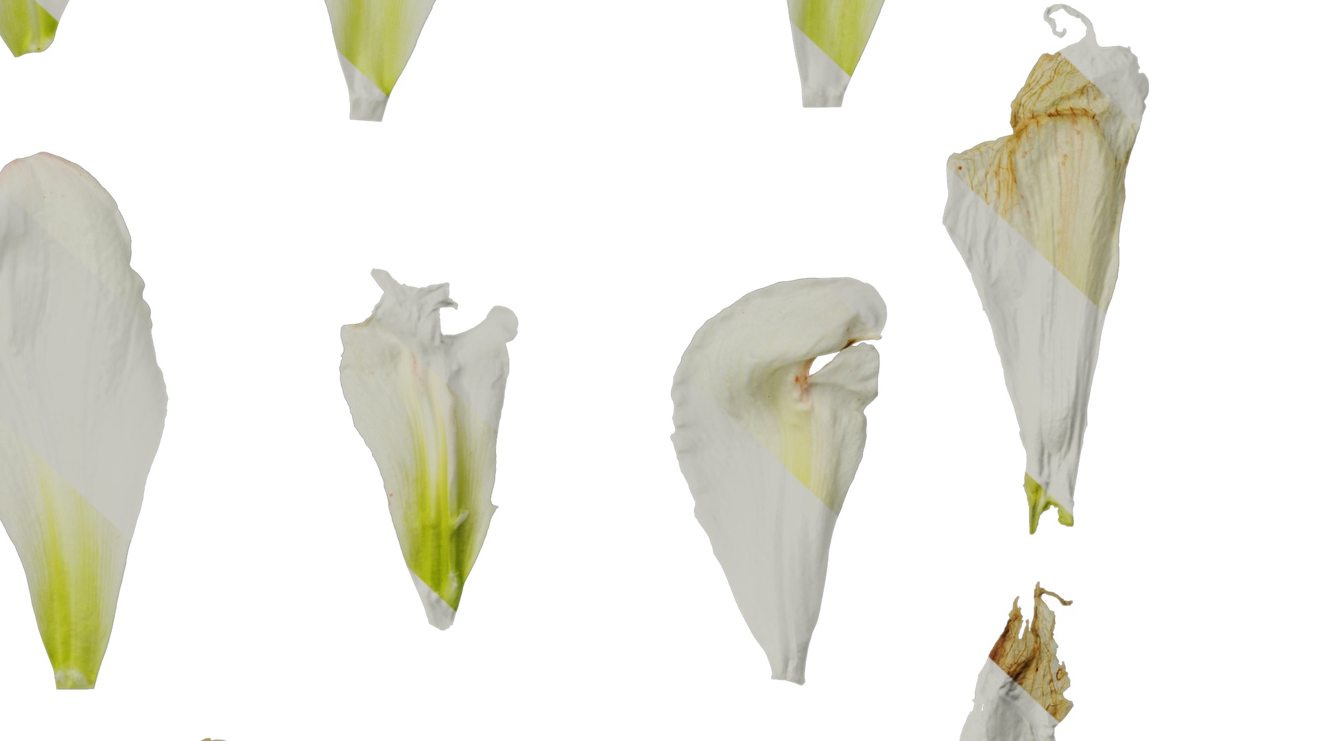 Anydrafts Hippeastrum striatum Flower 08 Texture_6