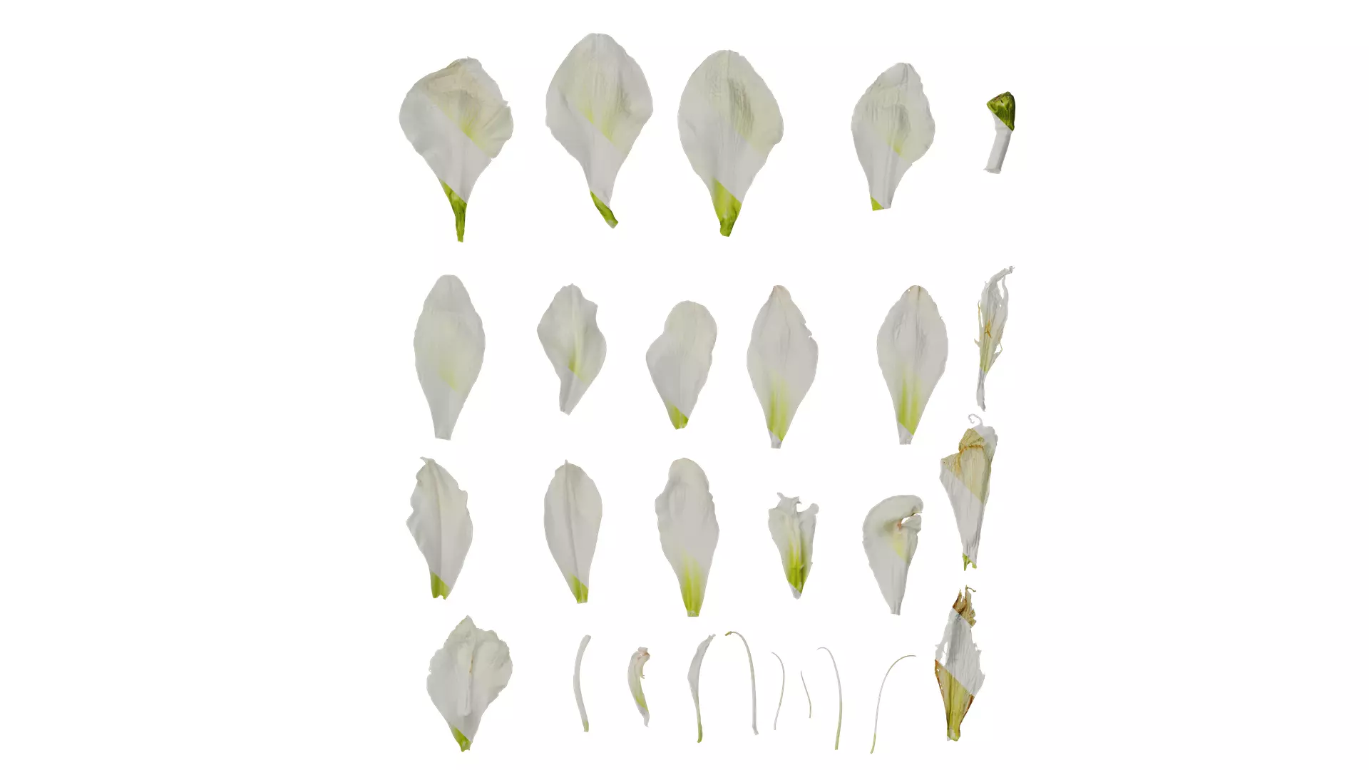 Anydrafts Hippeastrum striatum Flower 08 Texture_0