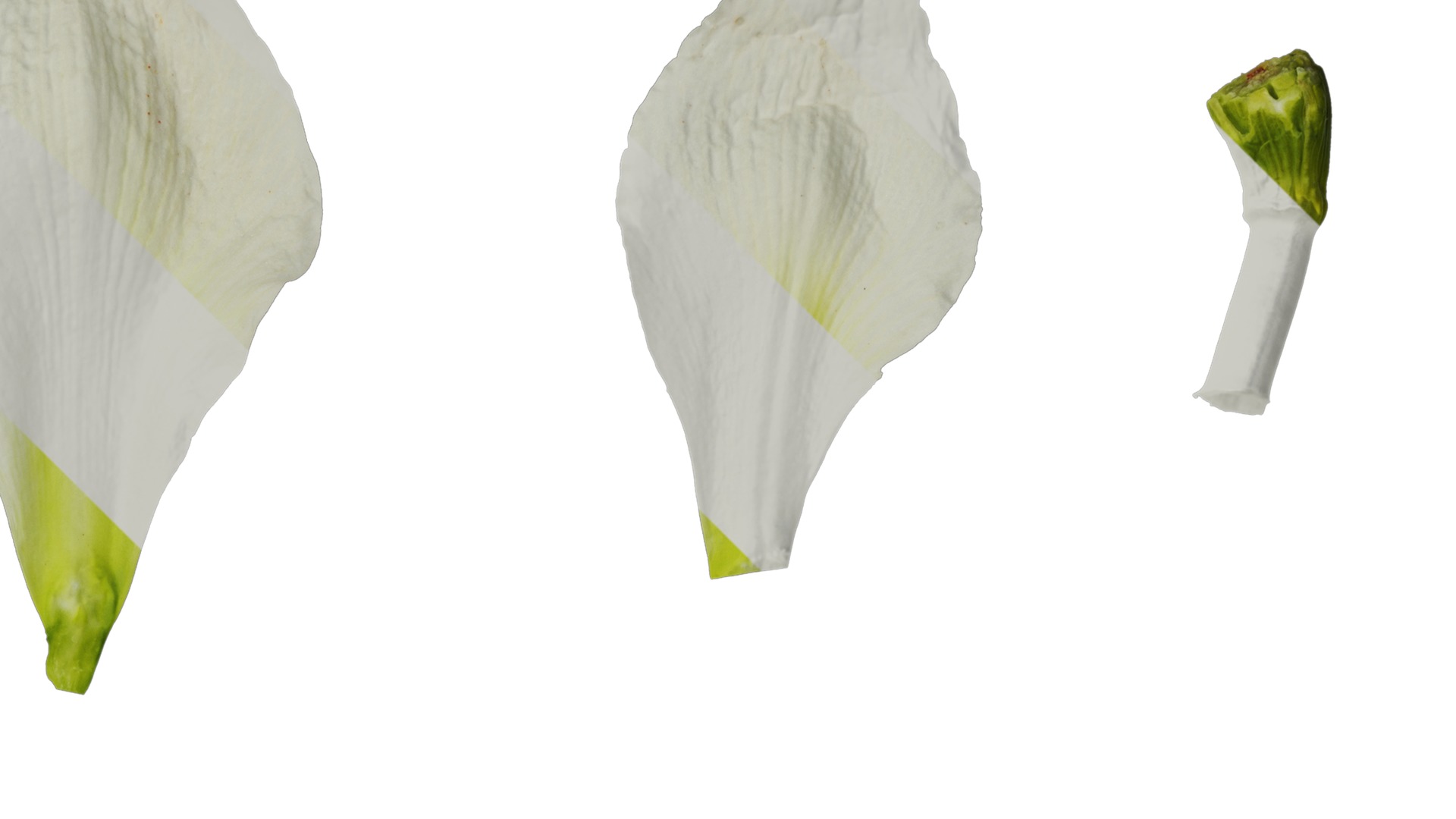 Anydrafts Hippeastrum striatum Flower 08 Texture_2