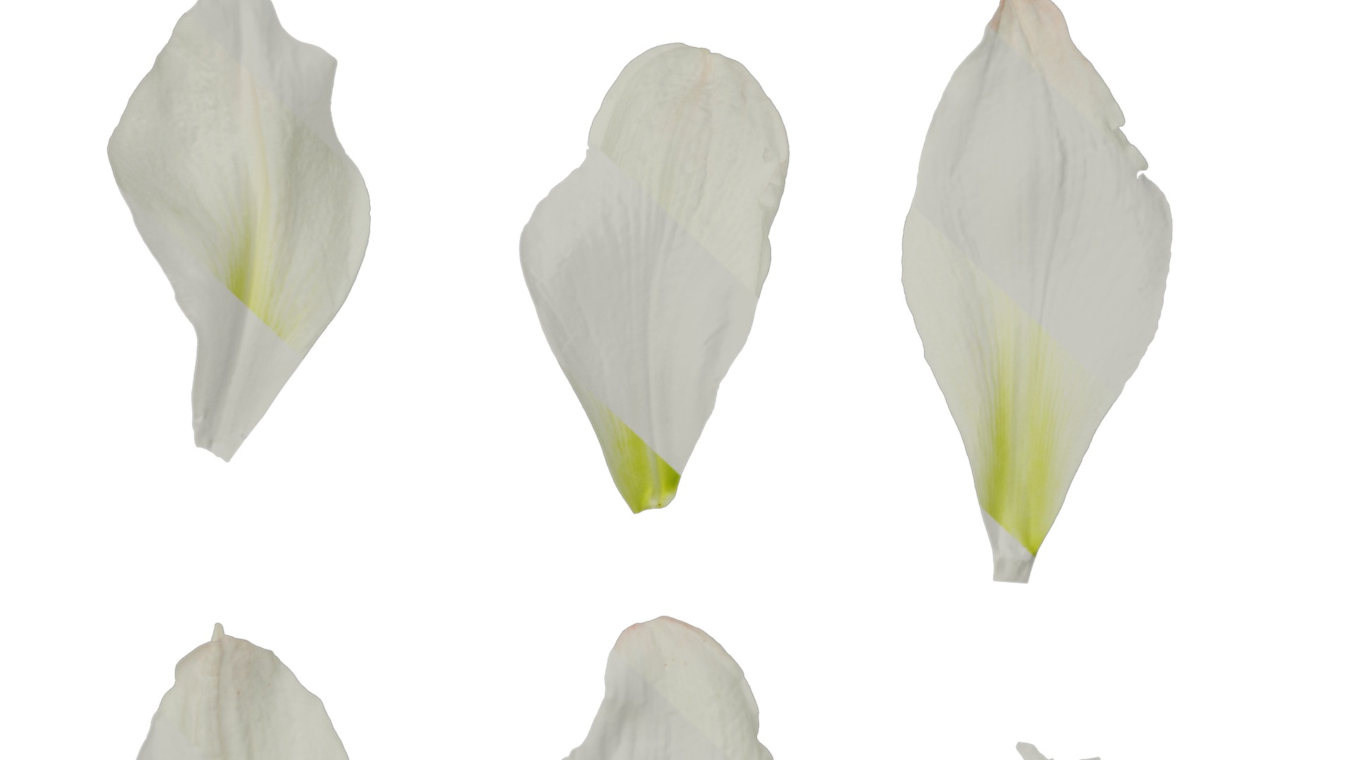 Anydrafts Hippeastrum striatum Flower 08 Texture_7