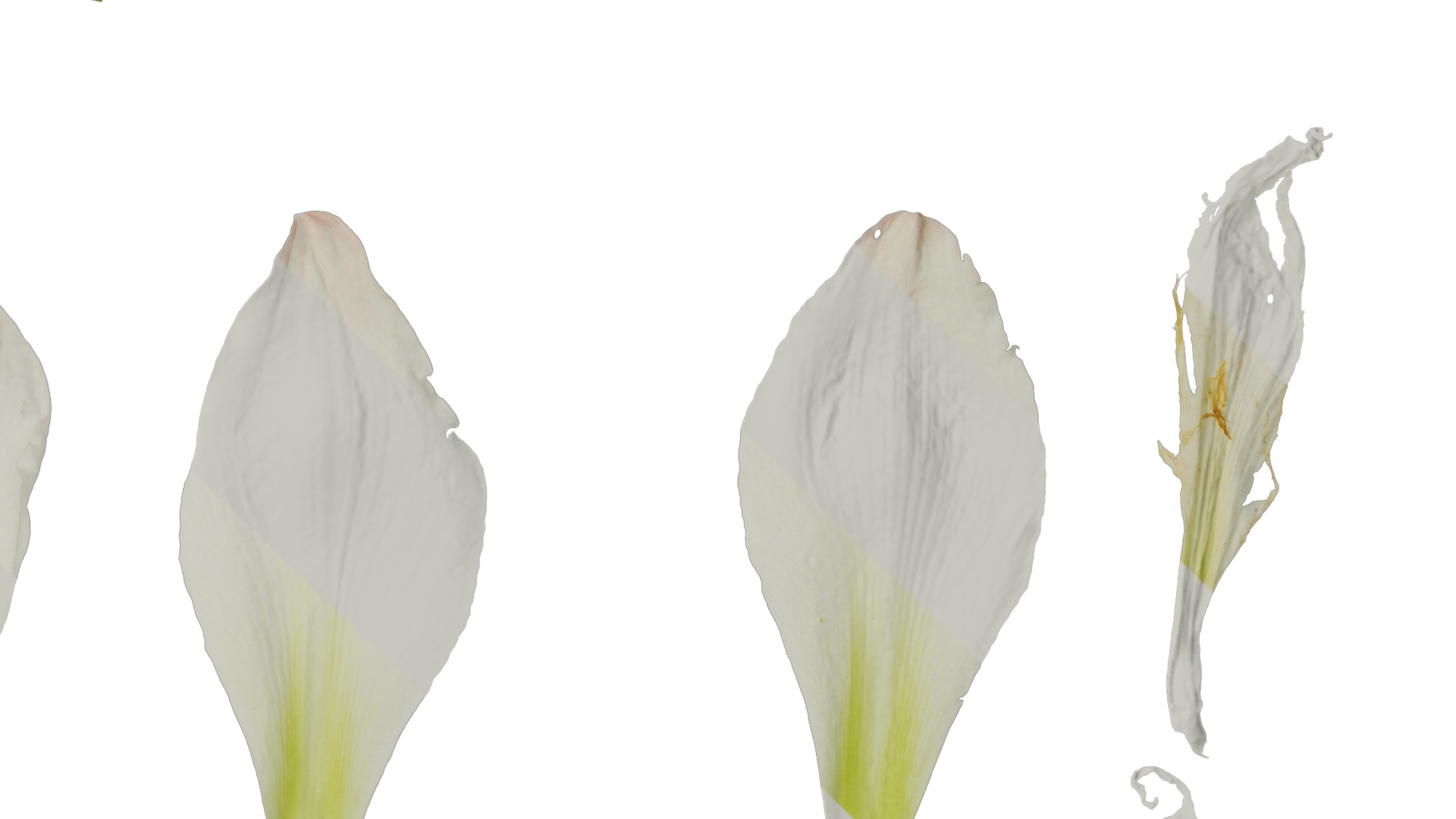 Anydrafts Hippeastrum striatum Flower 08 Texture_4