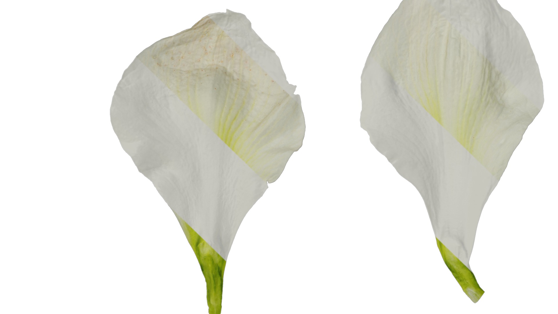 Anydrafts Hippeastrum striatum Flower 08 Texture_1