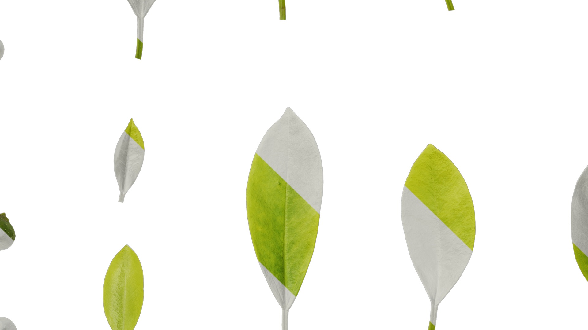 Anydrafts Ficus concinna Atlas 13 Texture_5