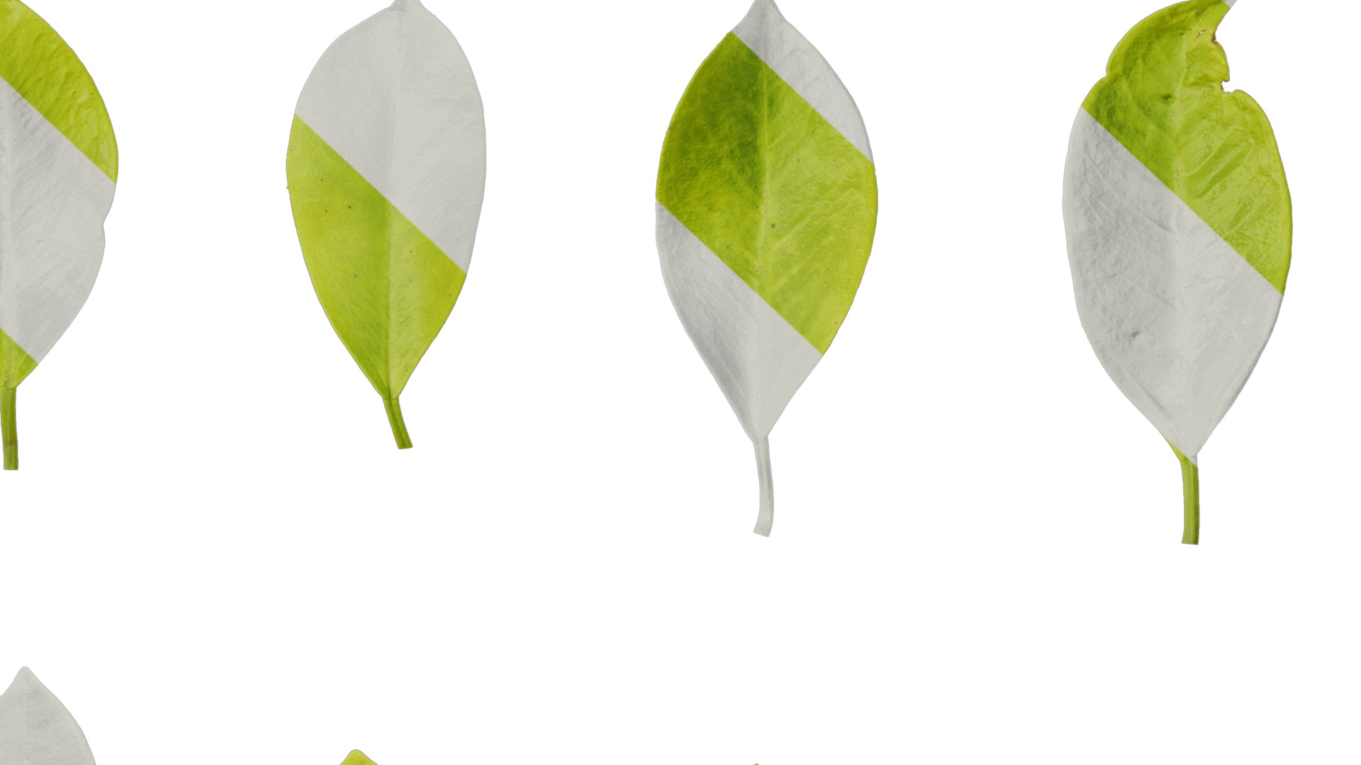 Anydrafts Ficus concinna Atlas 13 Texture_7