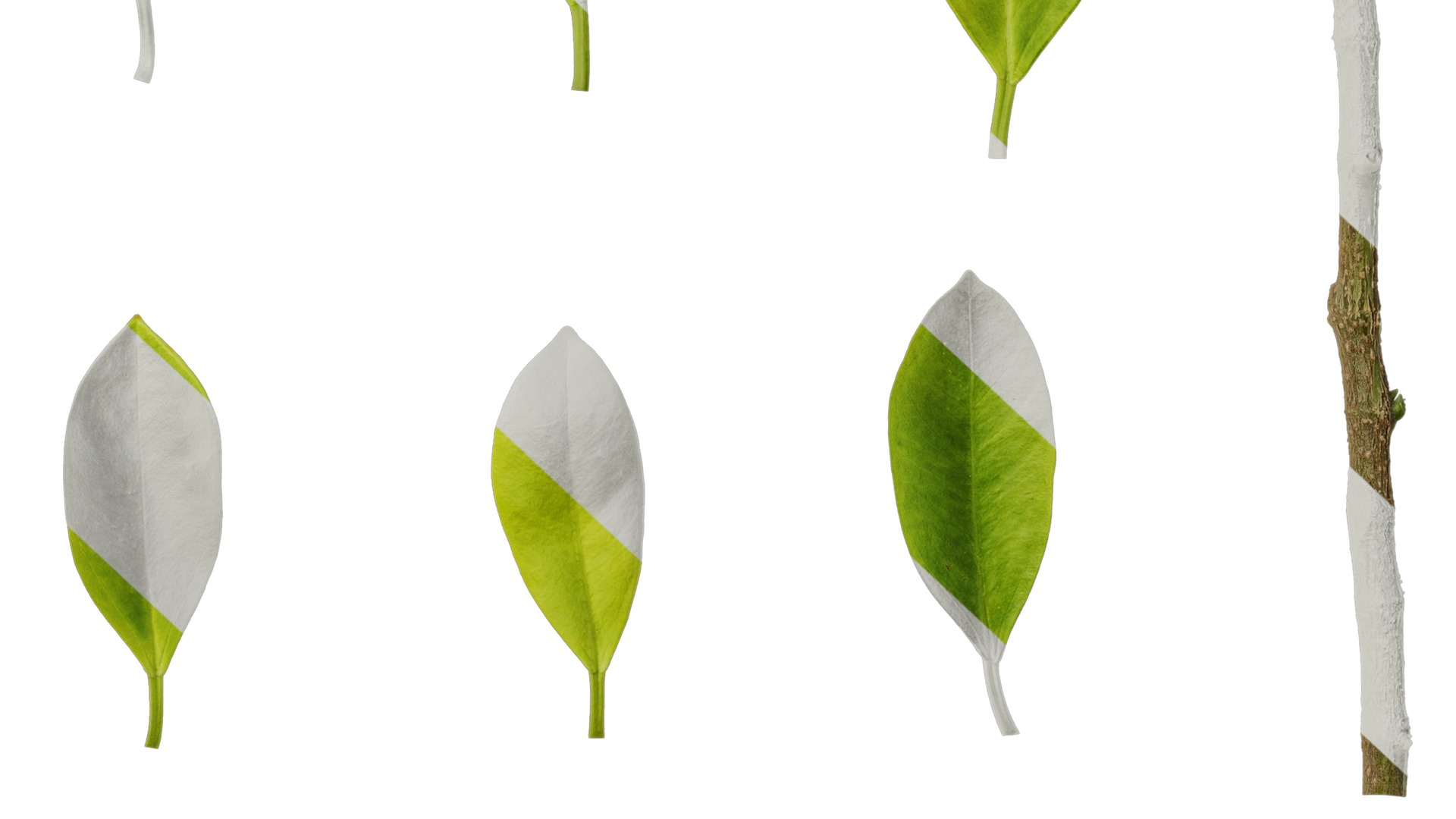 Anydrafts Ficus concinna Atlas 13 Texture_6