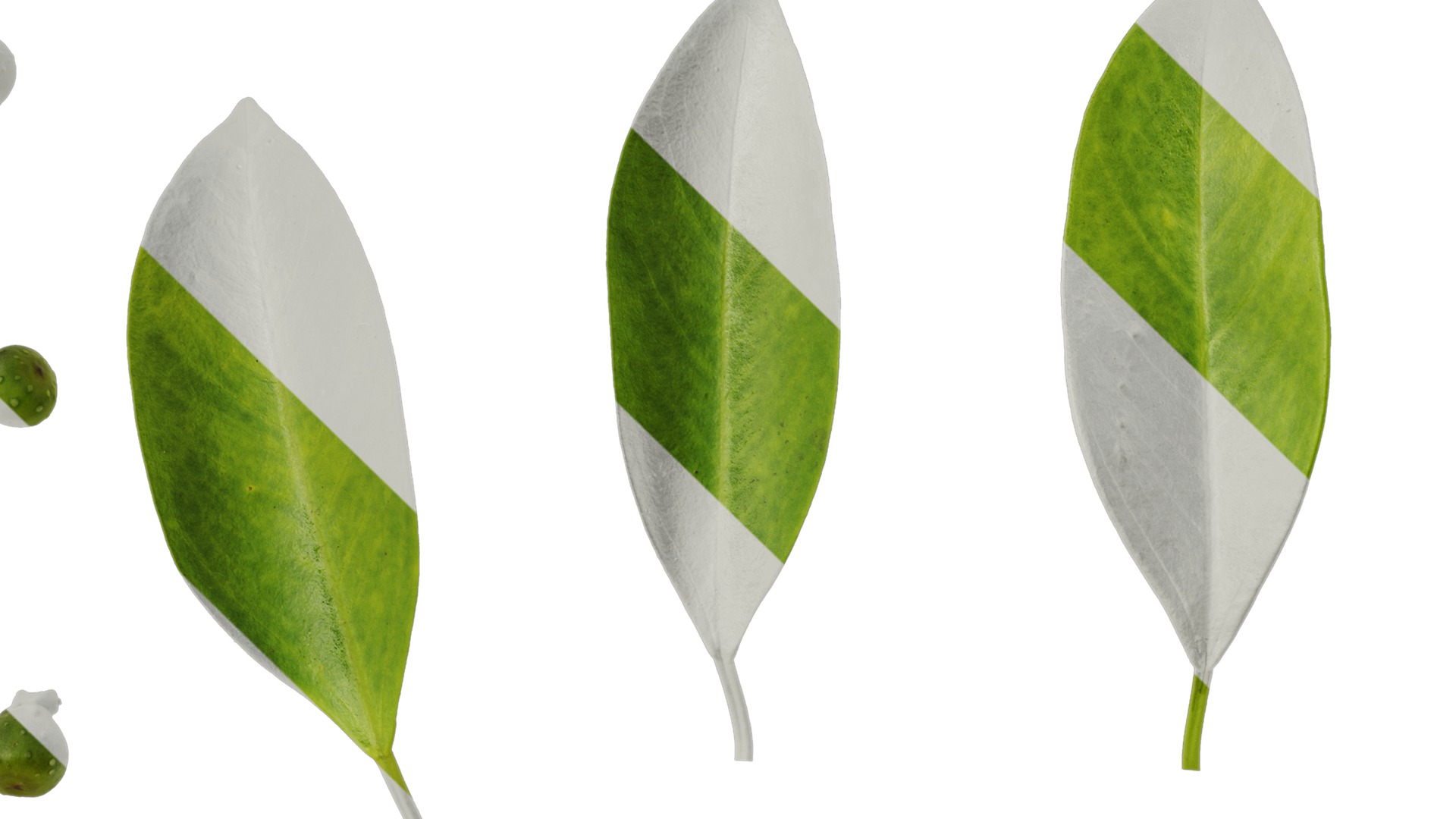 Anydrafts Ficus concinna Atlas 13 Texture_1