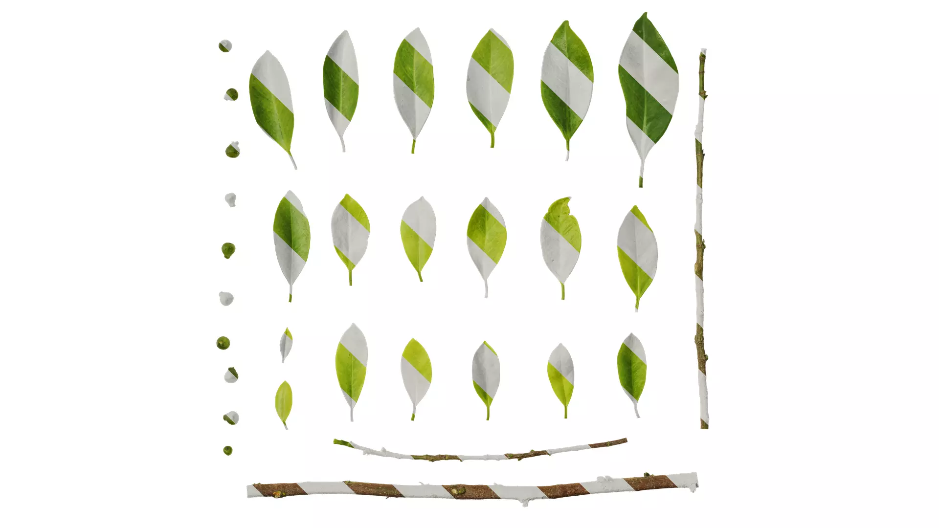 Anydrafts Ficus concinna Atlas 13 Texture_0