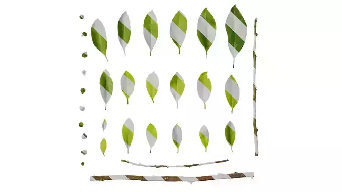 Anydrafts Ficus concinna Atlas 13