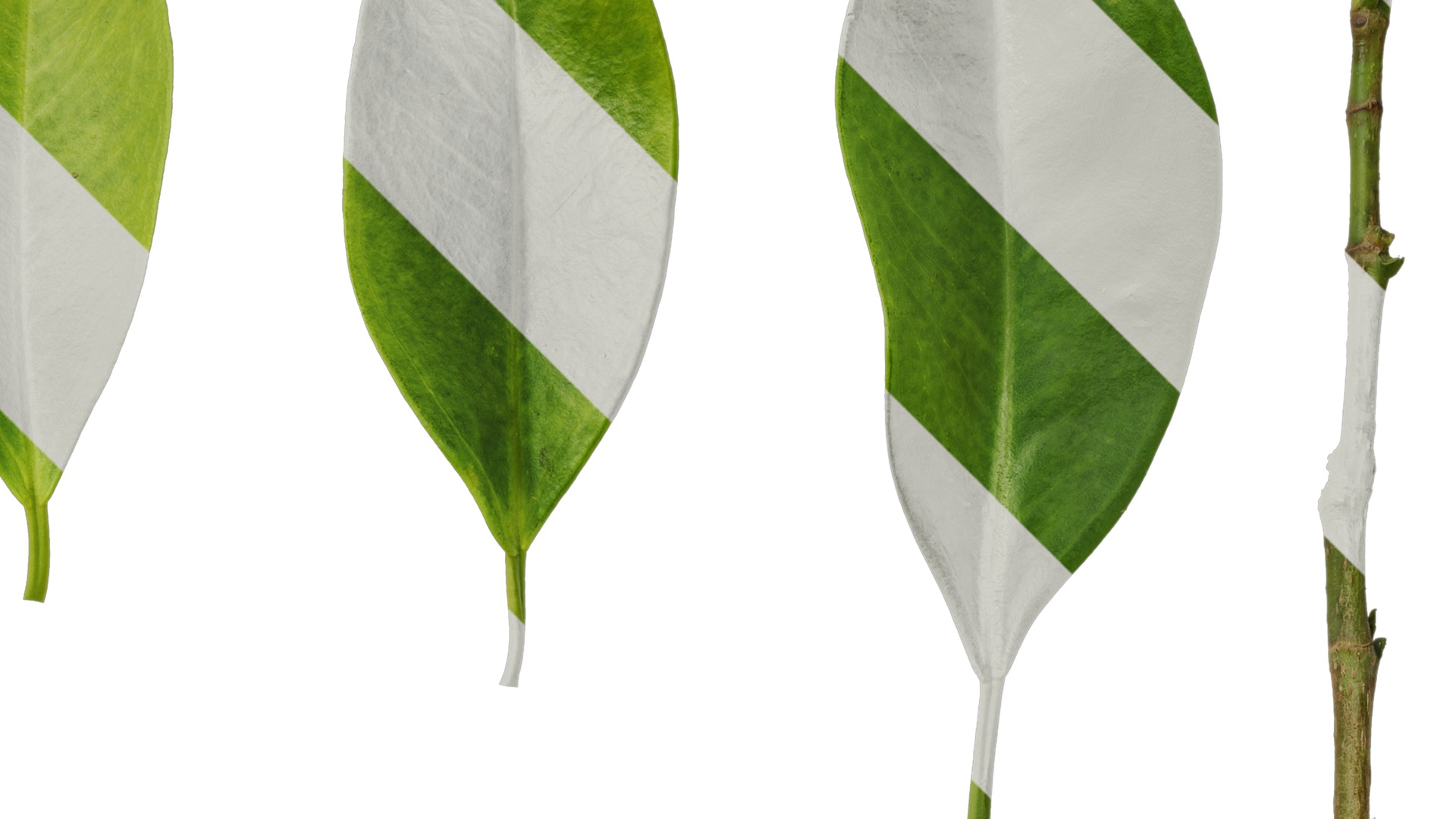 Anydrafts Ficus concinna Atlas 13 Texture_2