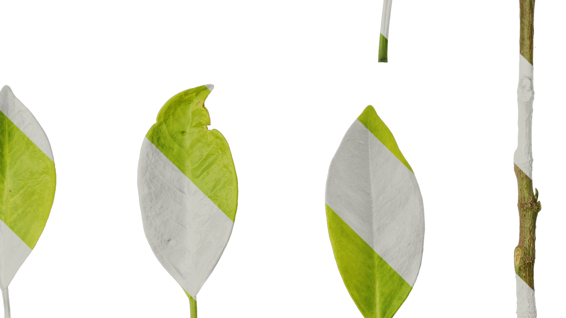 Anydrafts Ficus concinna Atlas 13 Texture_4